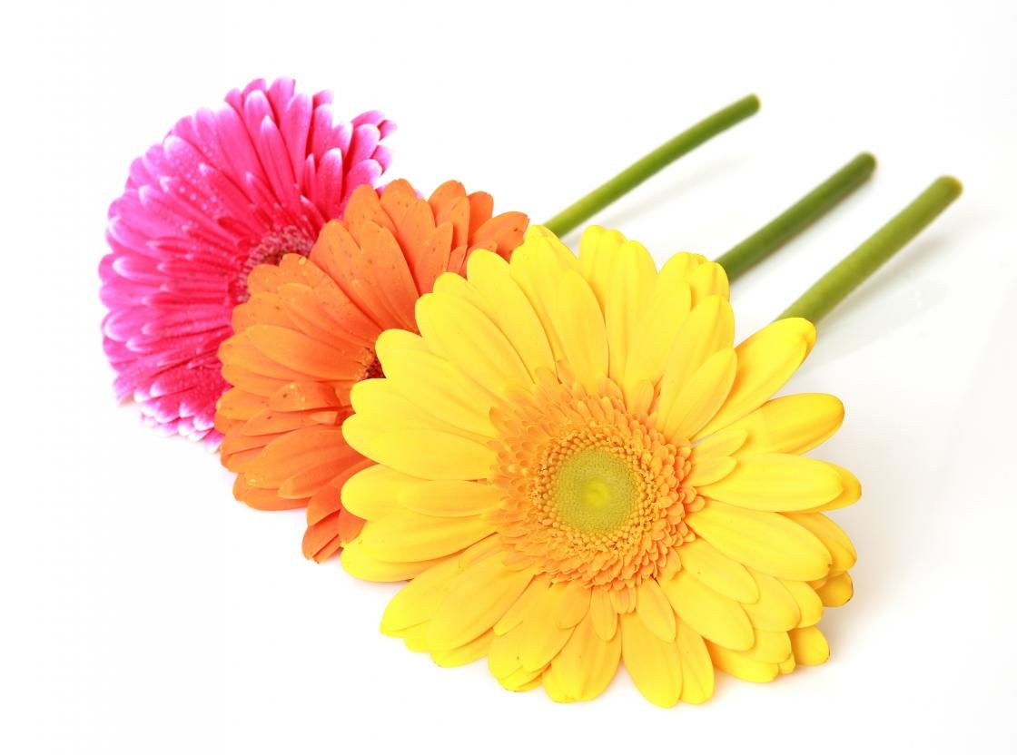 Free Gerbera high quality background ID:119563 for hd 1120x832 computer