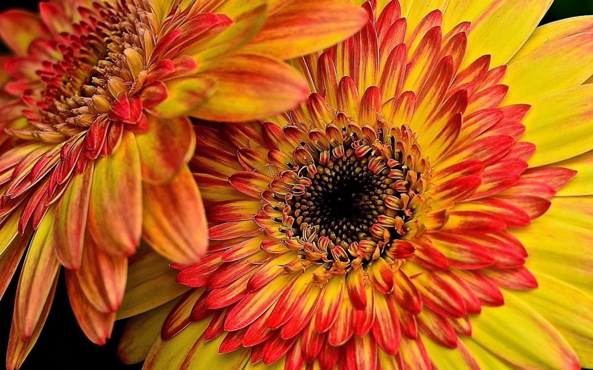 Awesome Gerbera free wallpaper ID:119565 for hd 1920x1200 PC