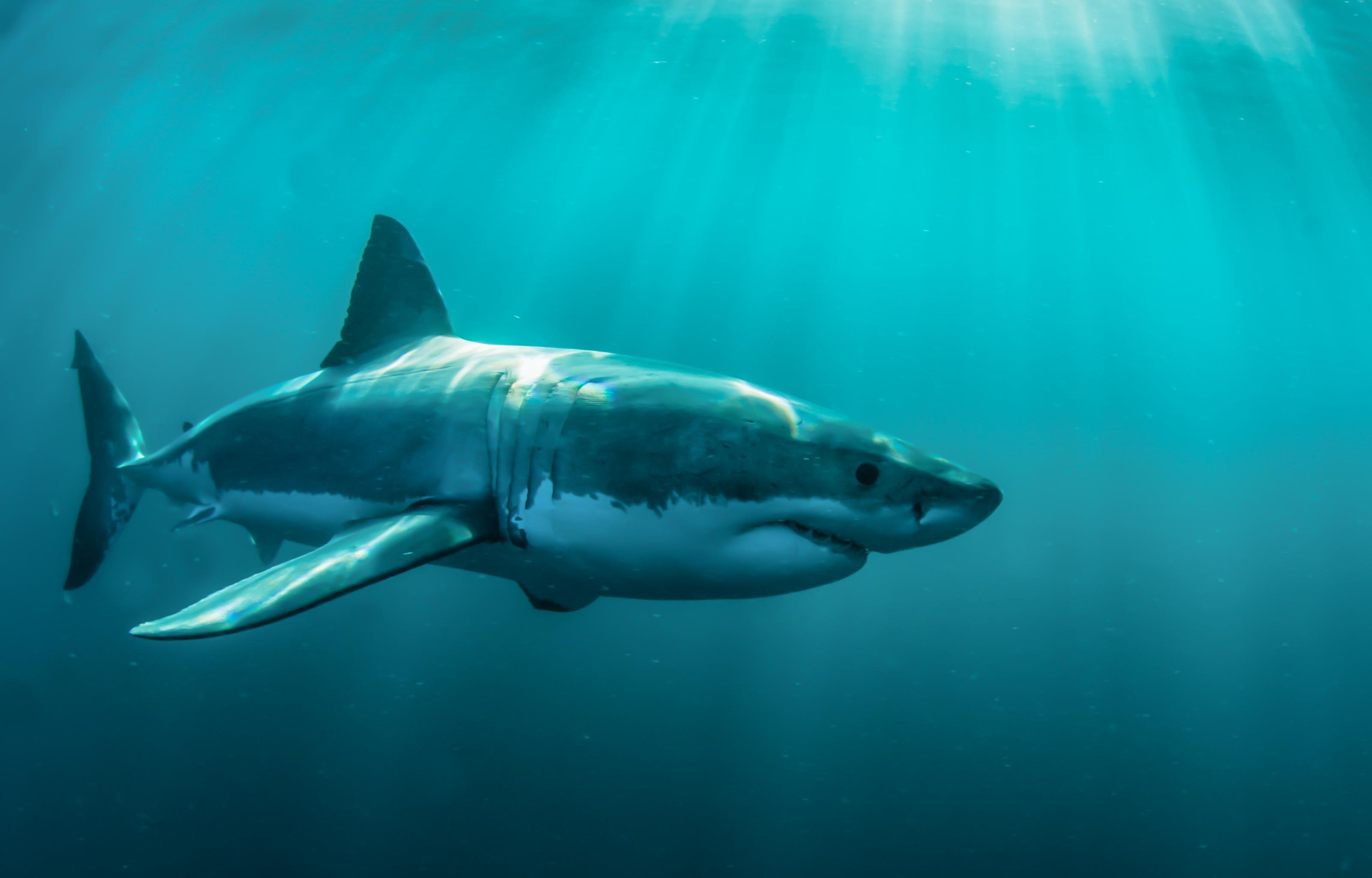 Download hd 3200x2048 Shark PC background ID:180594 for free