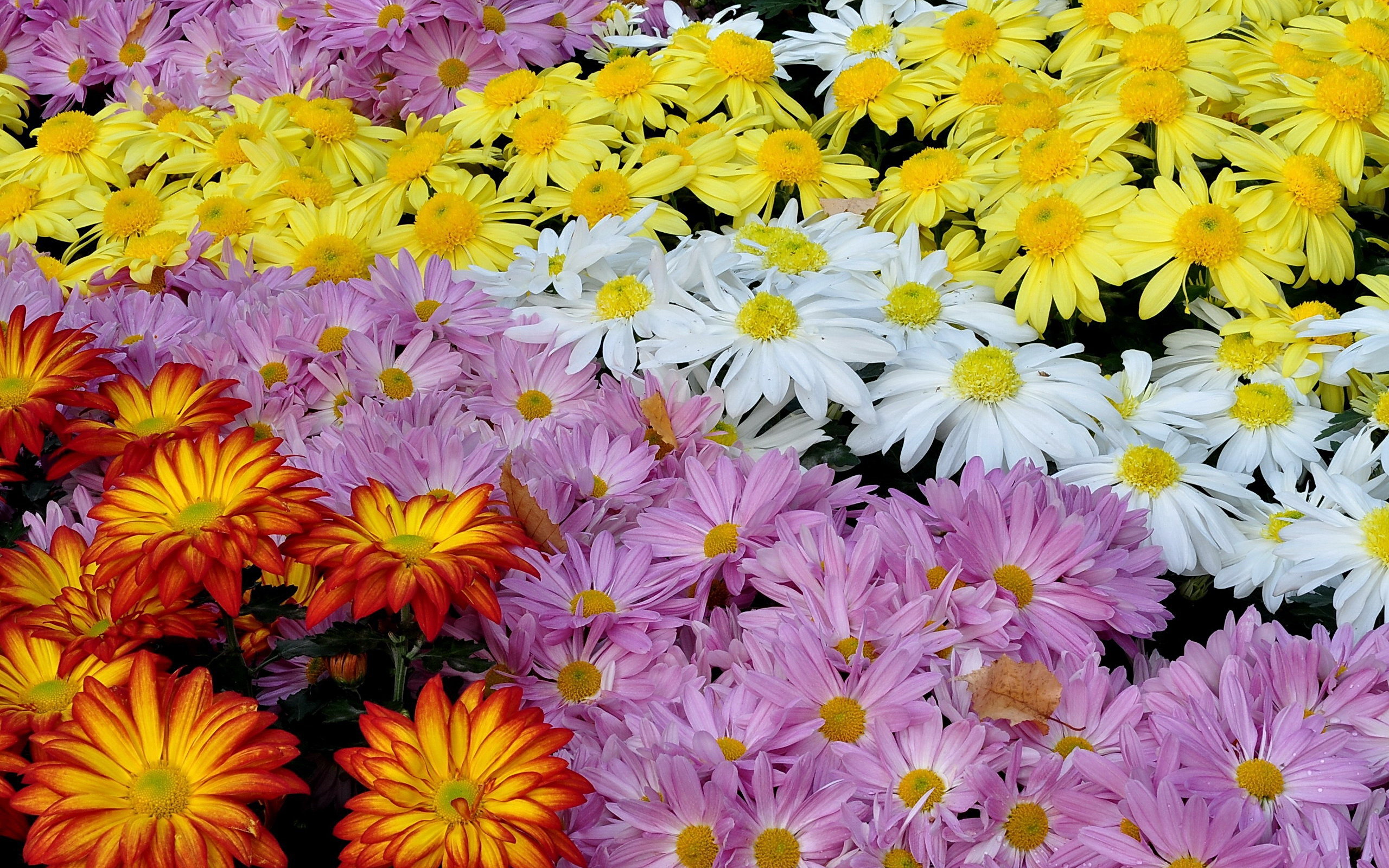 Best Chrysanthemum background ID:458385 for High Resolution hd 2560x1600 desktop