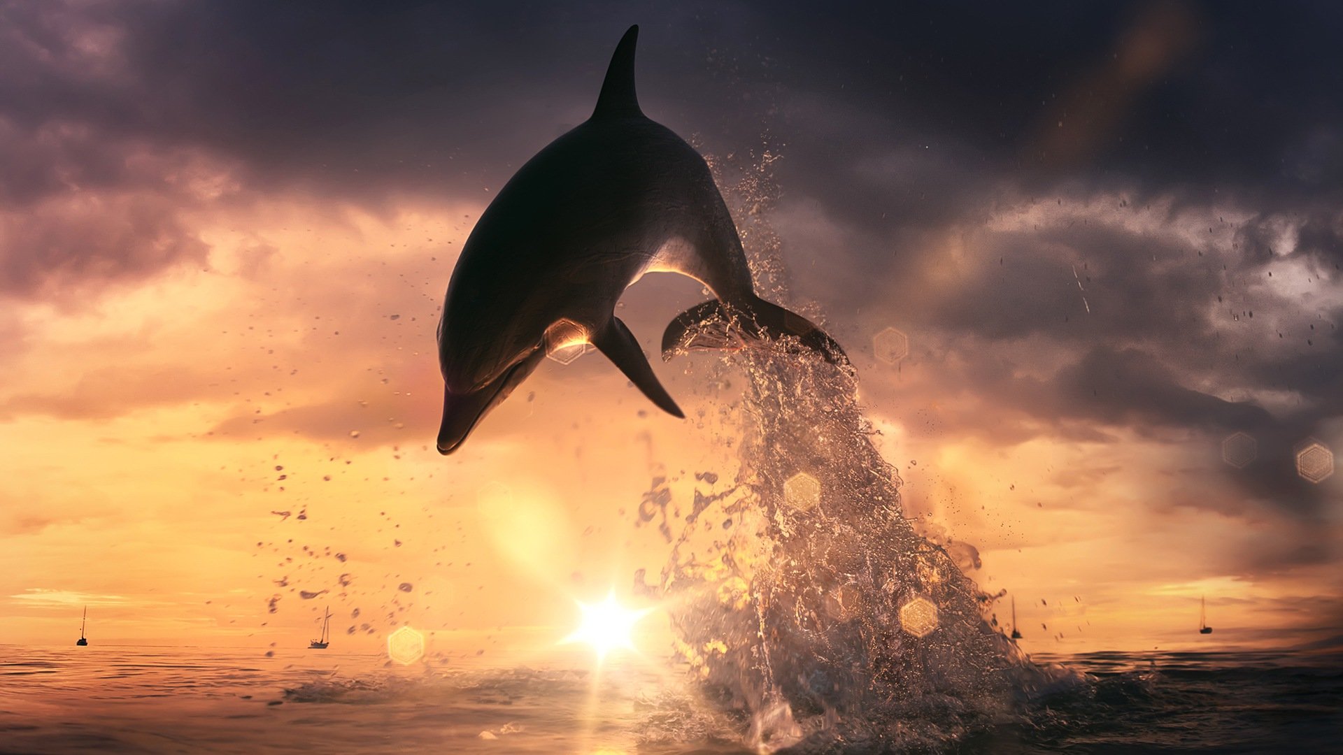 High resolution Dolphin full hd 1080p wallpaper ID:248405 for computer