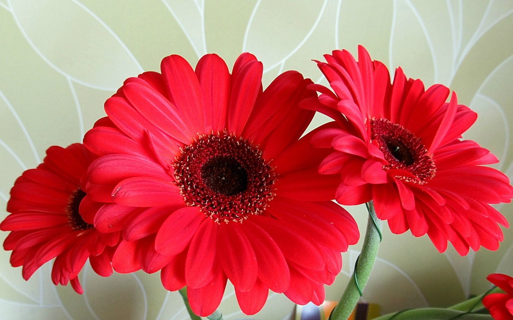 High resolution Gerbera hd 1680x1050 background ID:119500 for PC