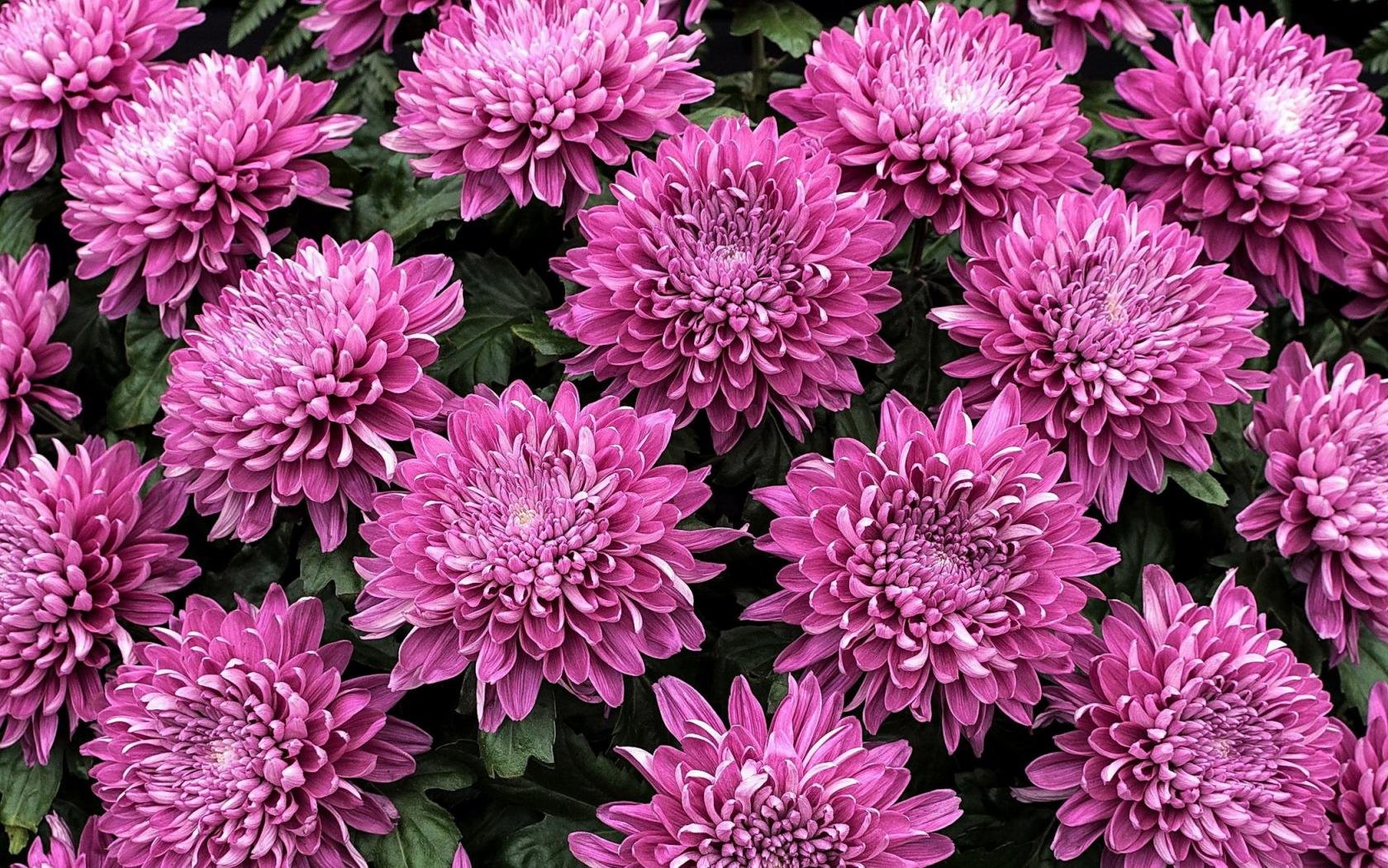 High resolution Chrysanthemum hd 1680x1050 wallpaper ID:458386 for desktop