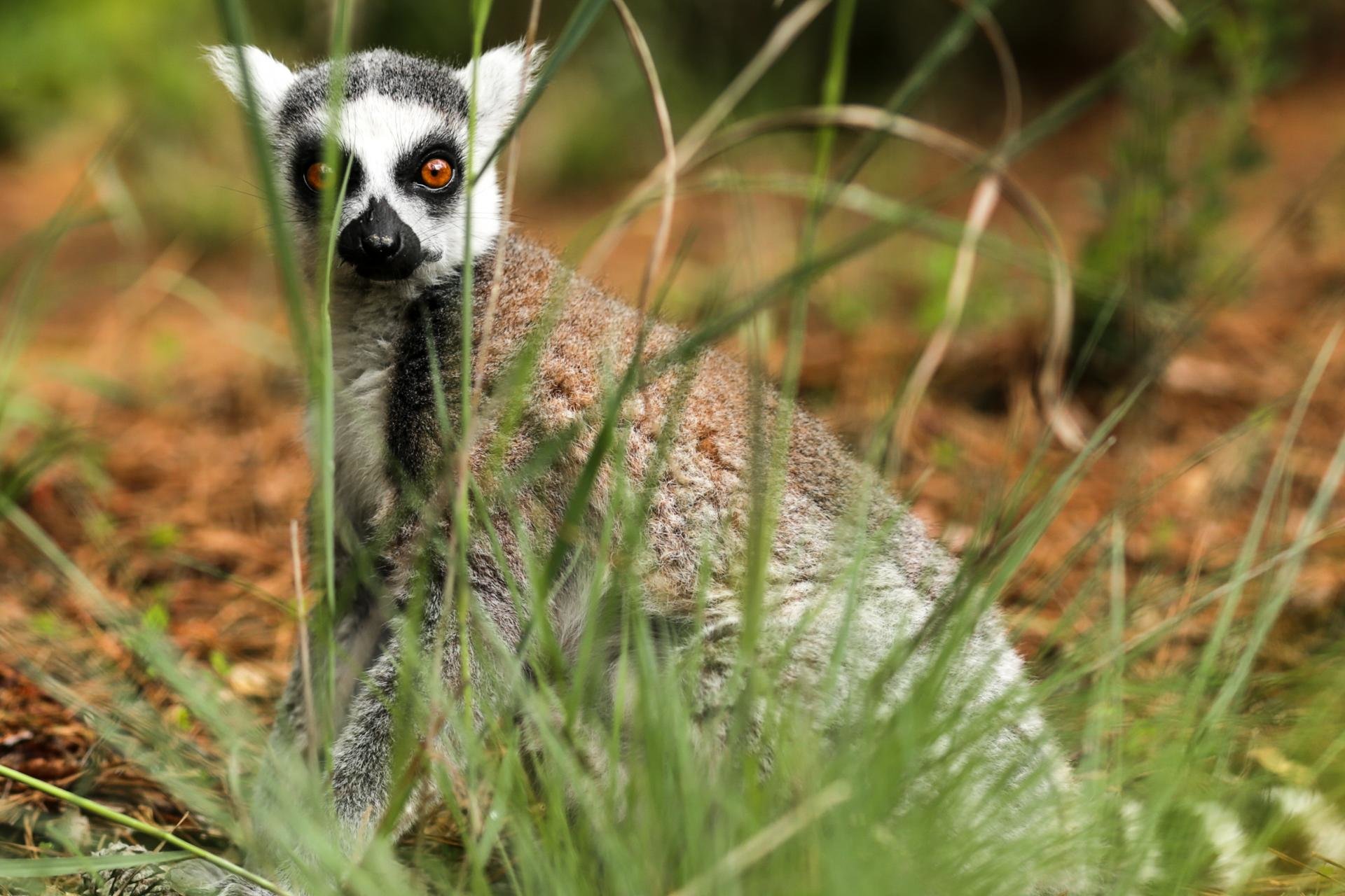 Download hd 1920x1280 Lemur PC background ID:53206 for free