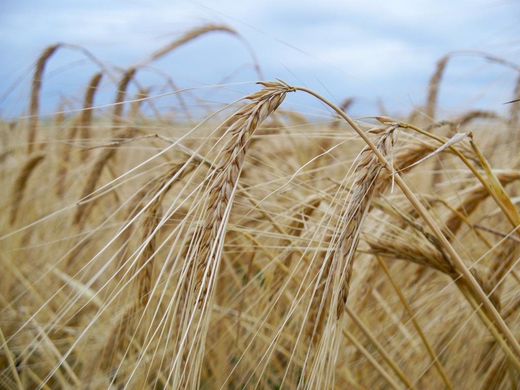 High resolution Wheat hd 1024x768 background ID:391943 for PC