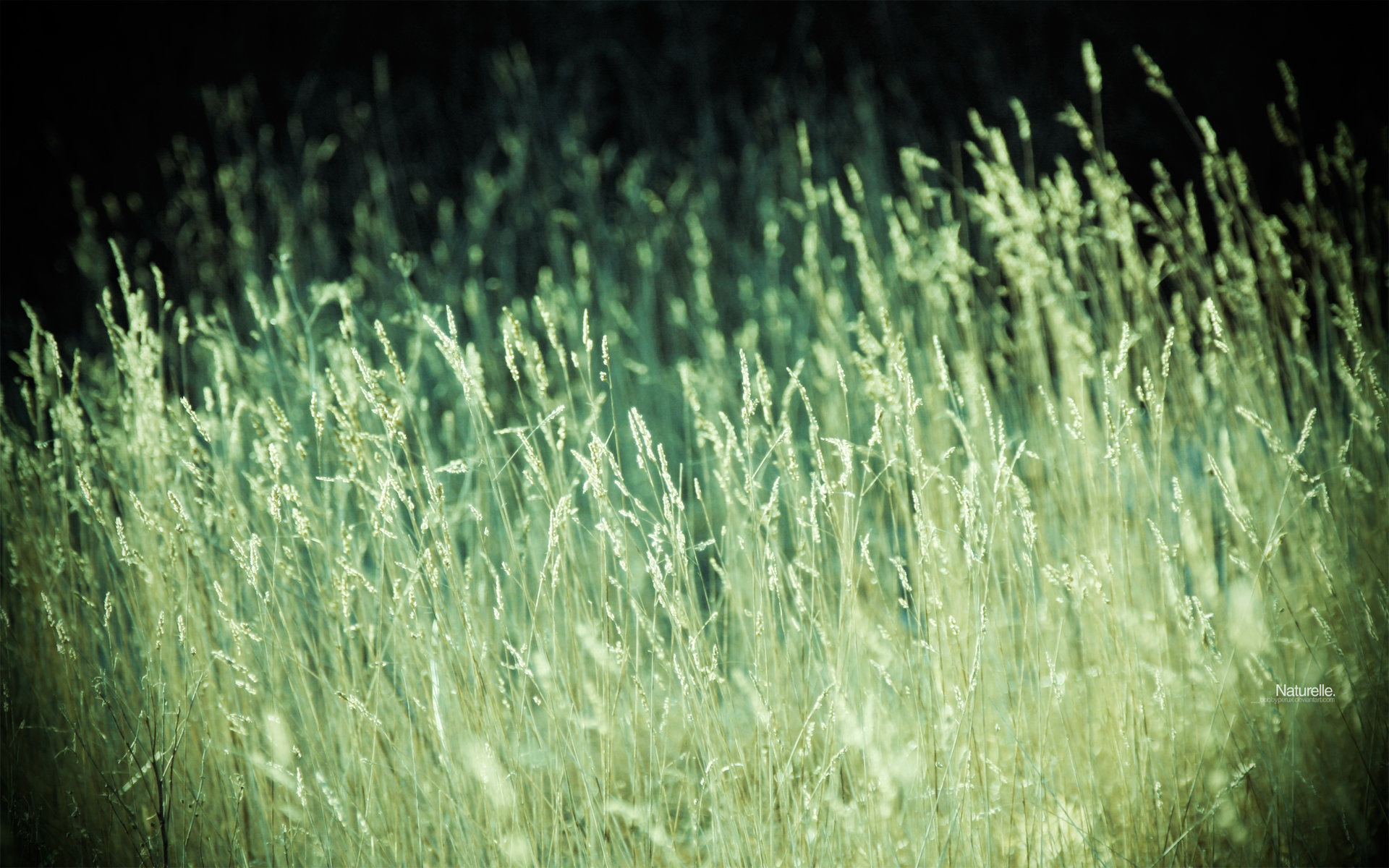 Free download Grass wallpaper ID:378155 hd 1920x1200 for computer