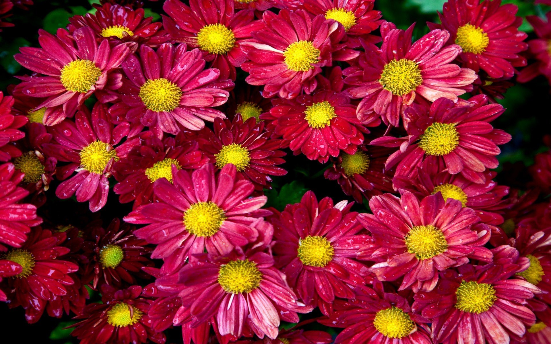Awesome Chrysanthemum free wallpaper ID:458387 for hd 1920x1200 PC
