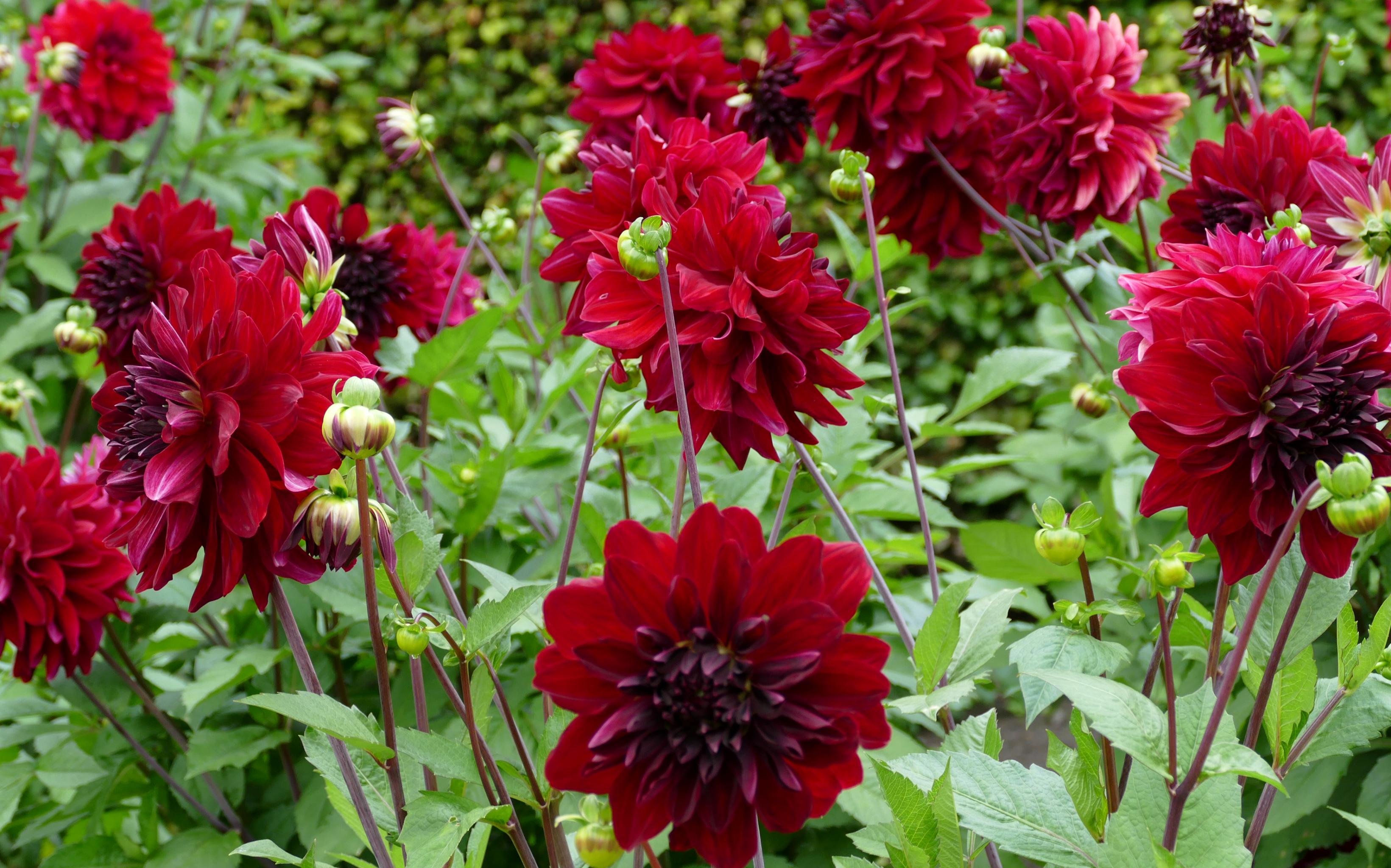 Awesome Dahlia free wallpaper ID:174591 for hd 3280x2048 computer