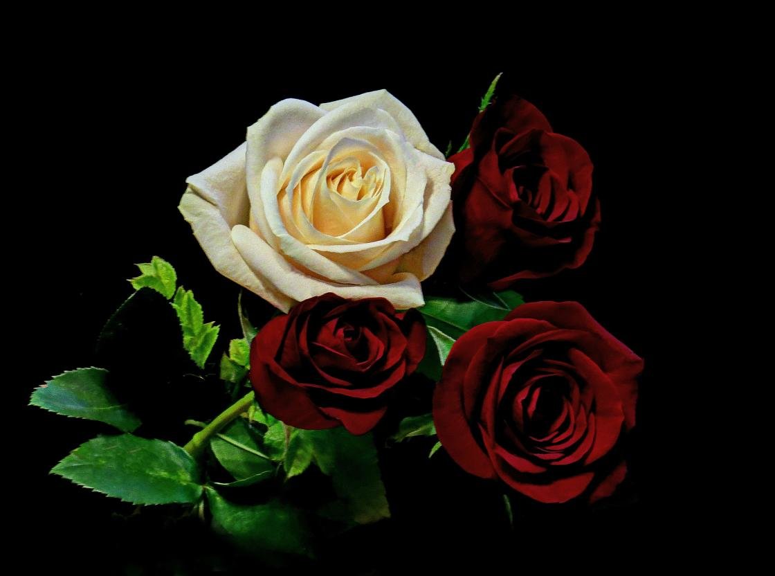 High resolution Rose hd 1120x832 background ID:472676 for desktop