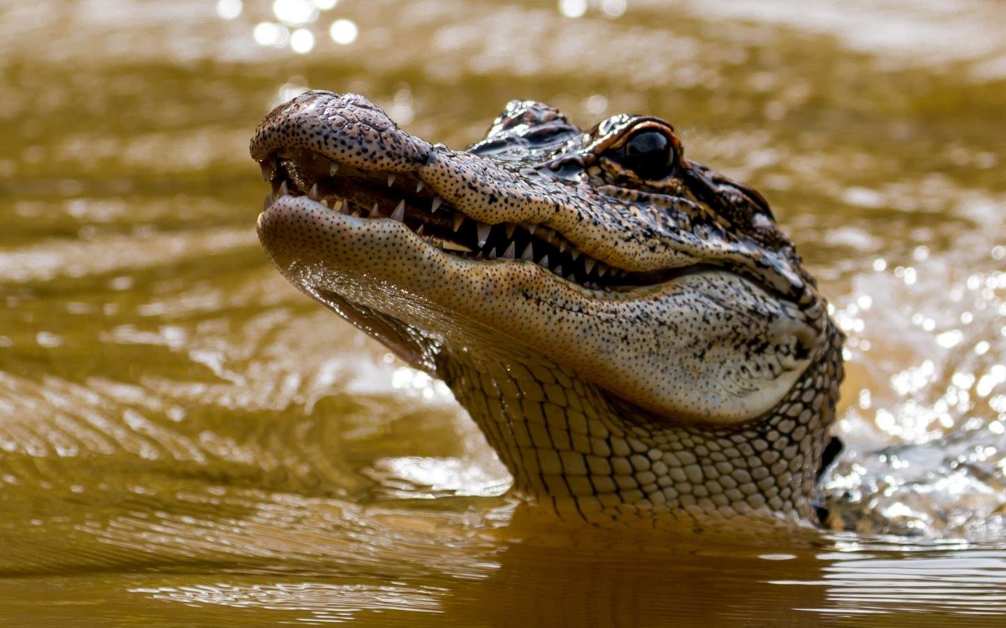 Download hd 1440x900 Alligator computer background ID:59664 for free