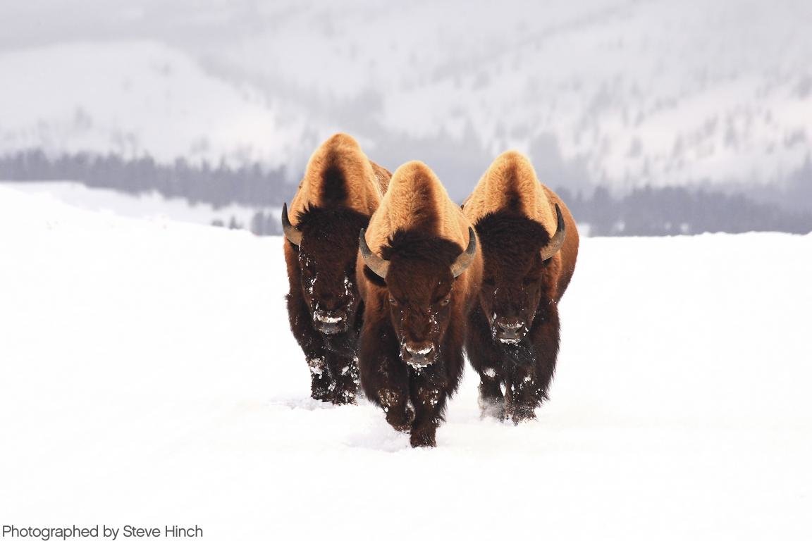 Free Bison high quality background ID:130623 for hd 1152x768 desktop