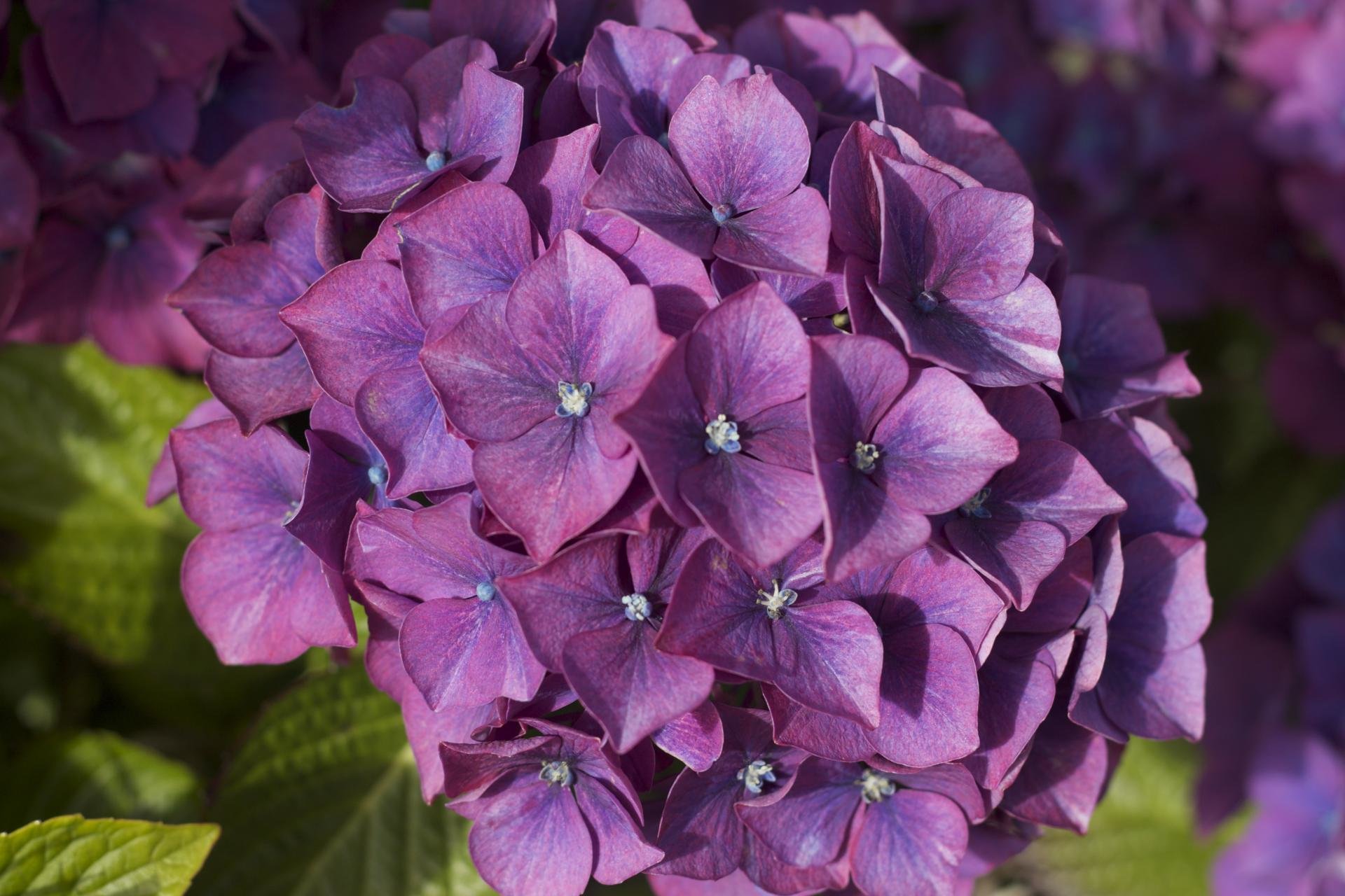 Download hd 1920x1280 Hydrangea computer background ID:282344 for free