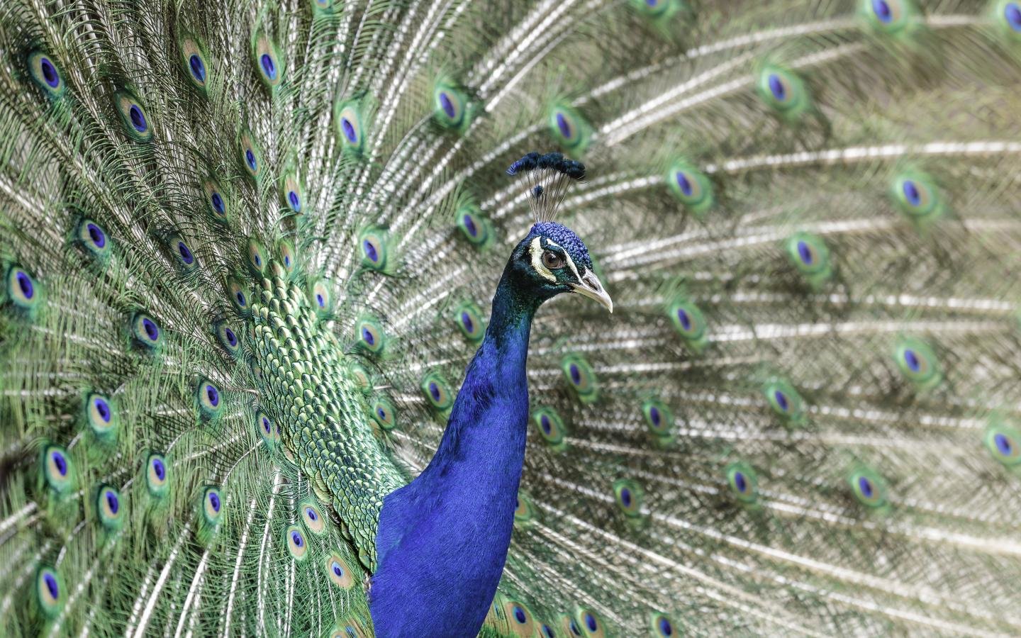 Download hd 1440x900 Peacock PC background ID:151842 for free