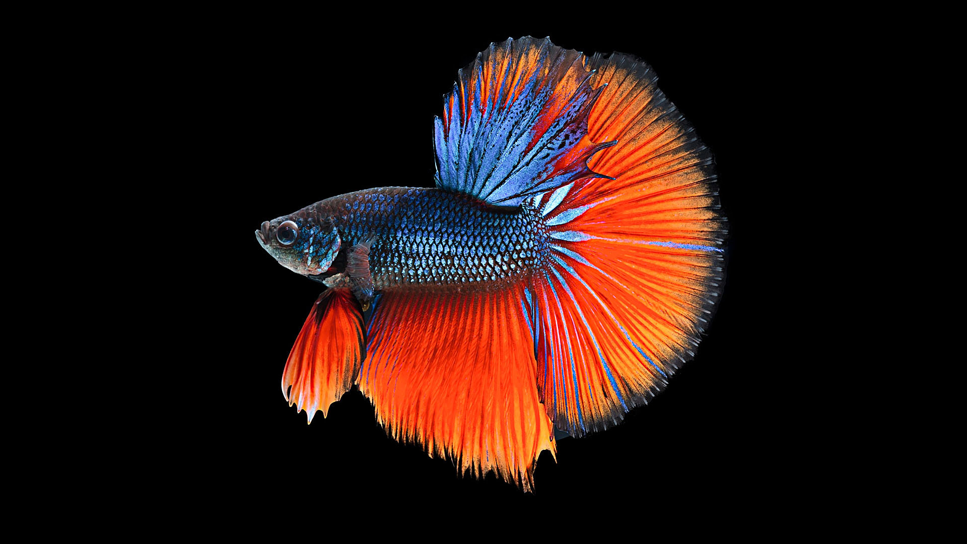 Download full hd 1920x1080 Betta computer background ID:212078 for free