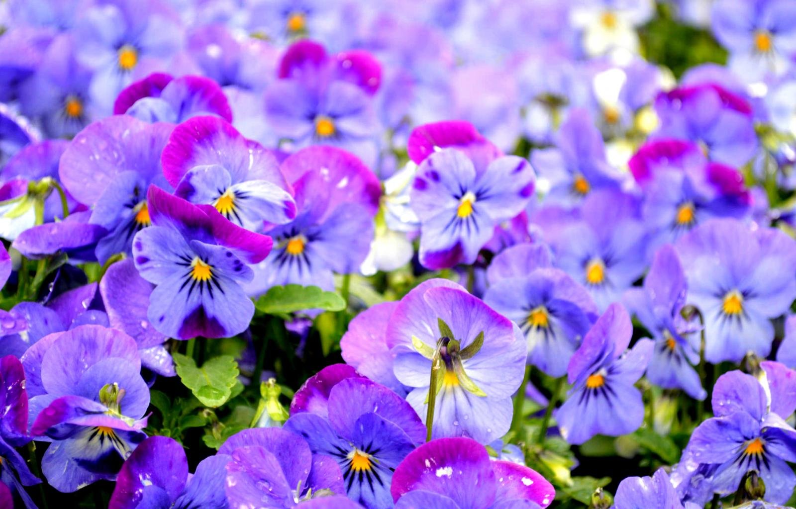 Free download Pansy background ID:163677 hd 1600x1024 for desktop