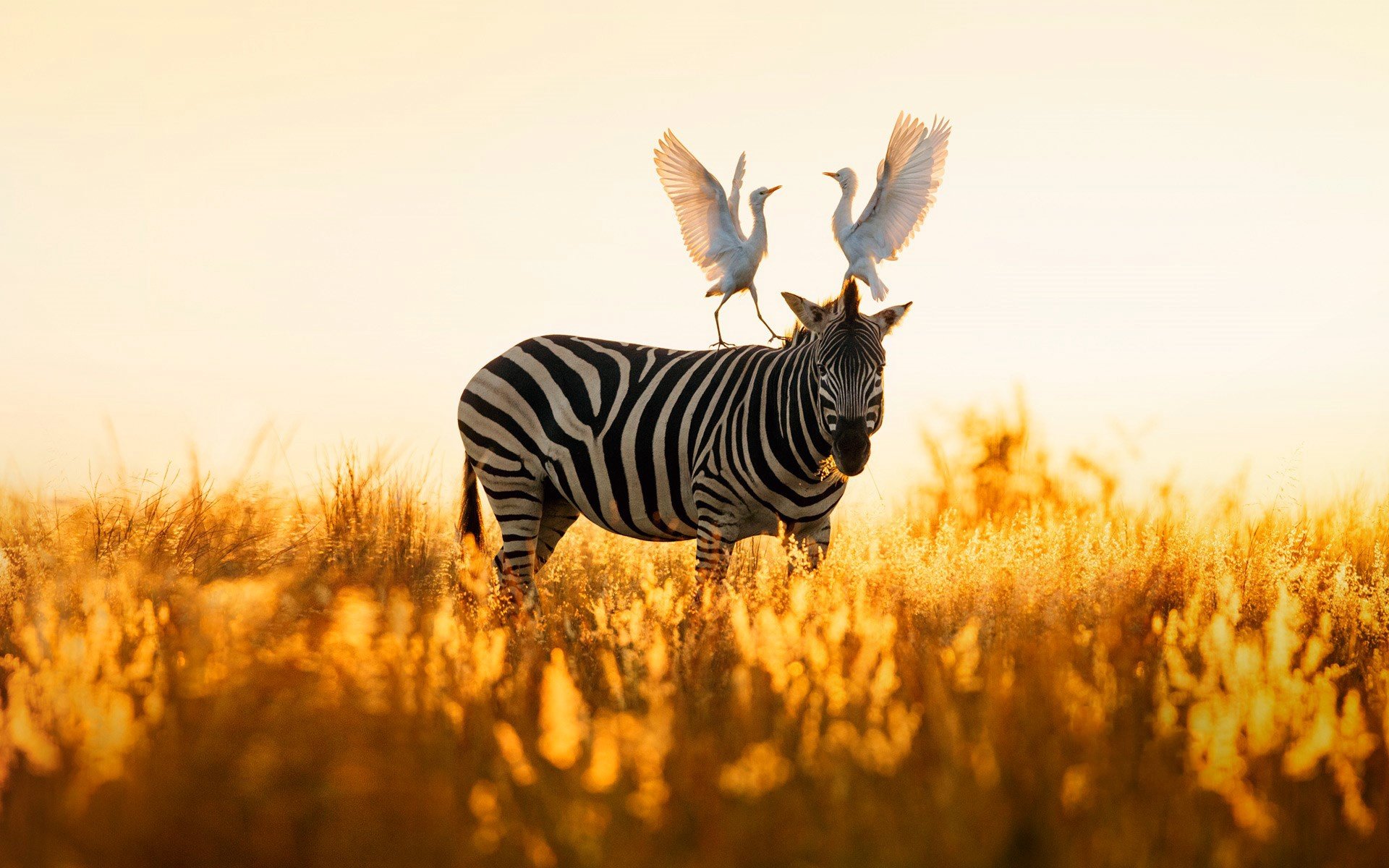 High resolution Zebra hd 1920x1200 background ID:73723 for PC