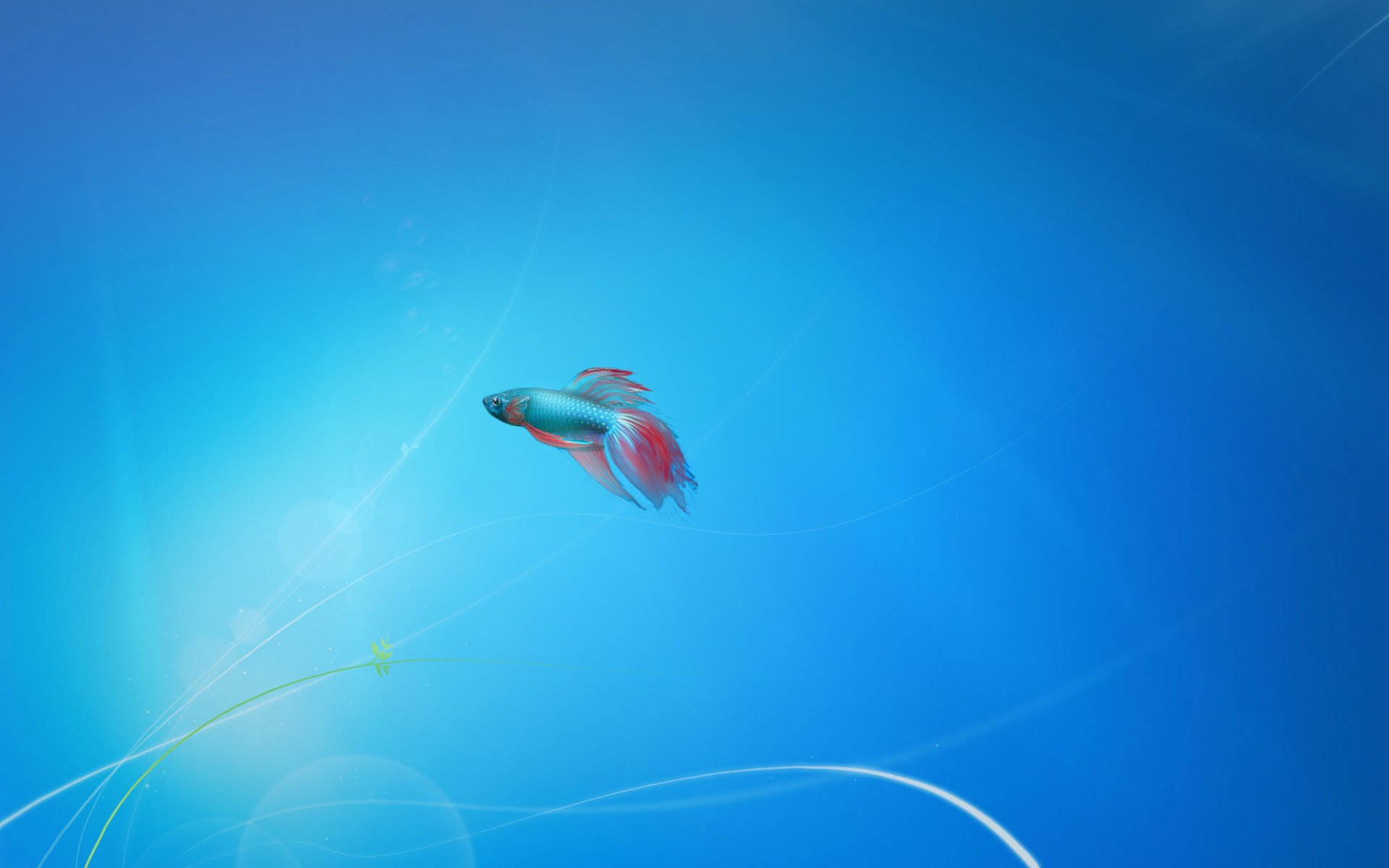 Free Betta high quality background ID:212088 for hd 1920x1200 computer