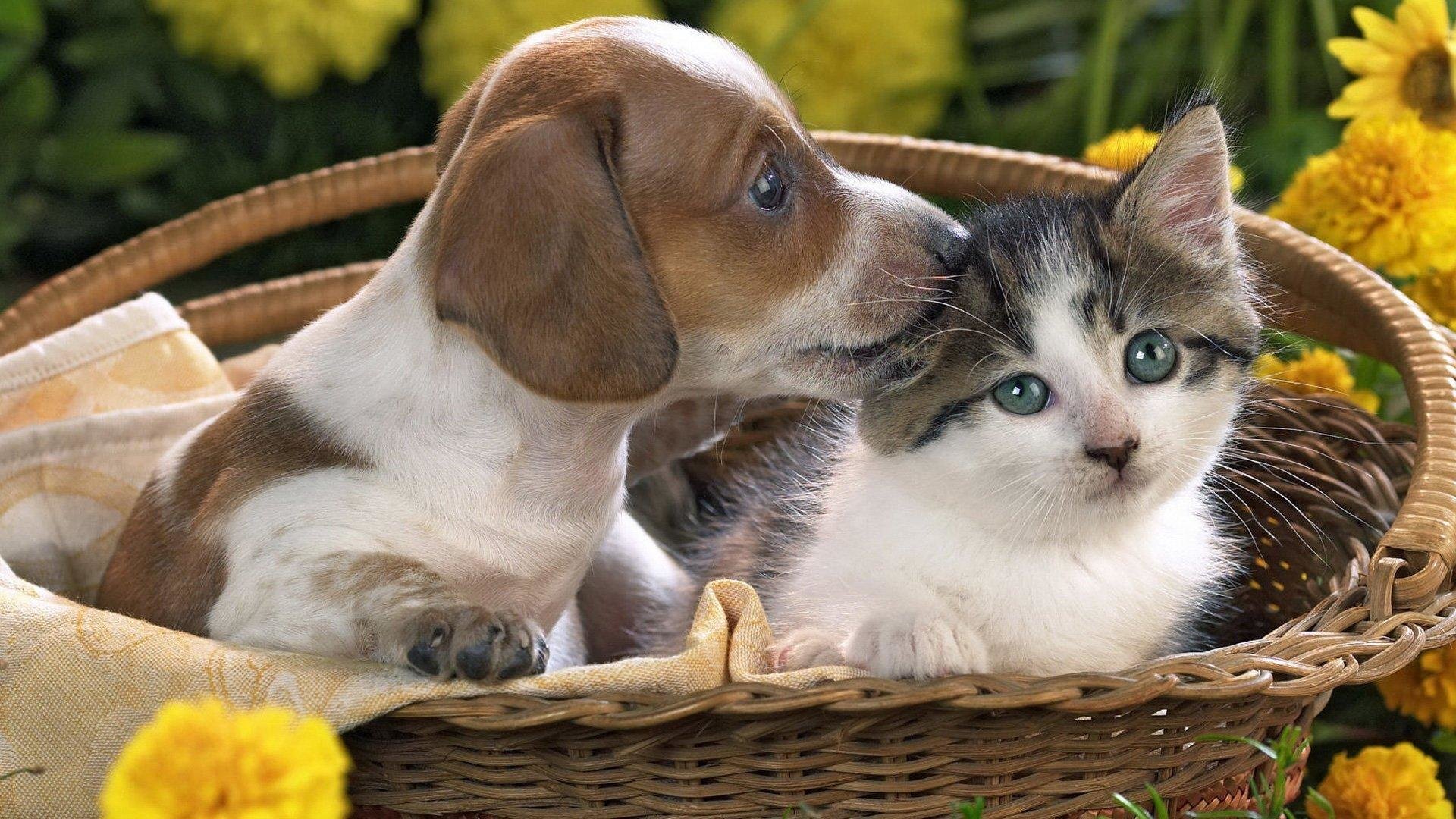Download full hd 1080p Cat and Dog PC wallpaper ID:125332 for free