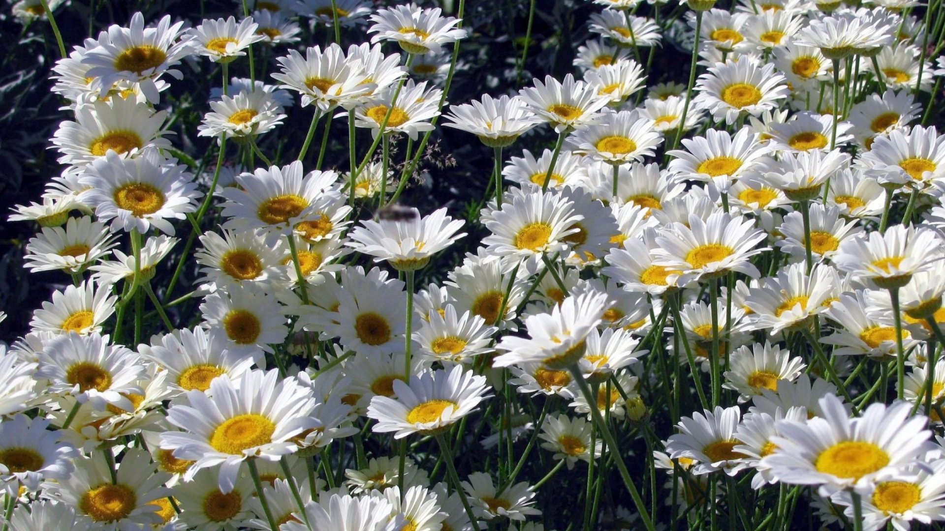 Best Daisy background ID:363384 for High Resolution hd 1080p PC
