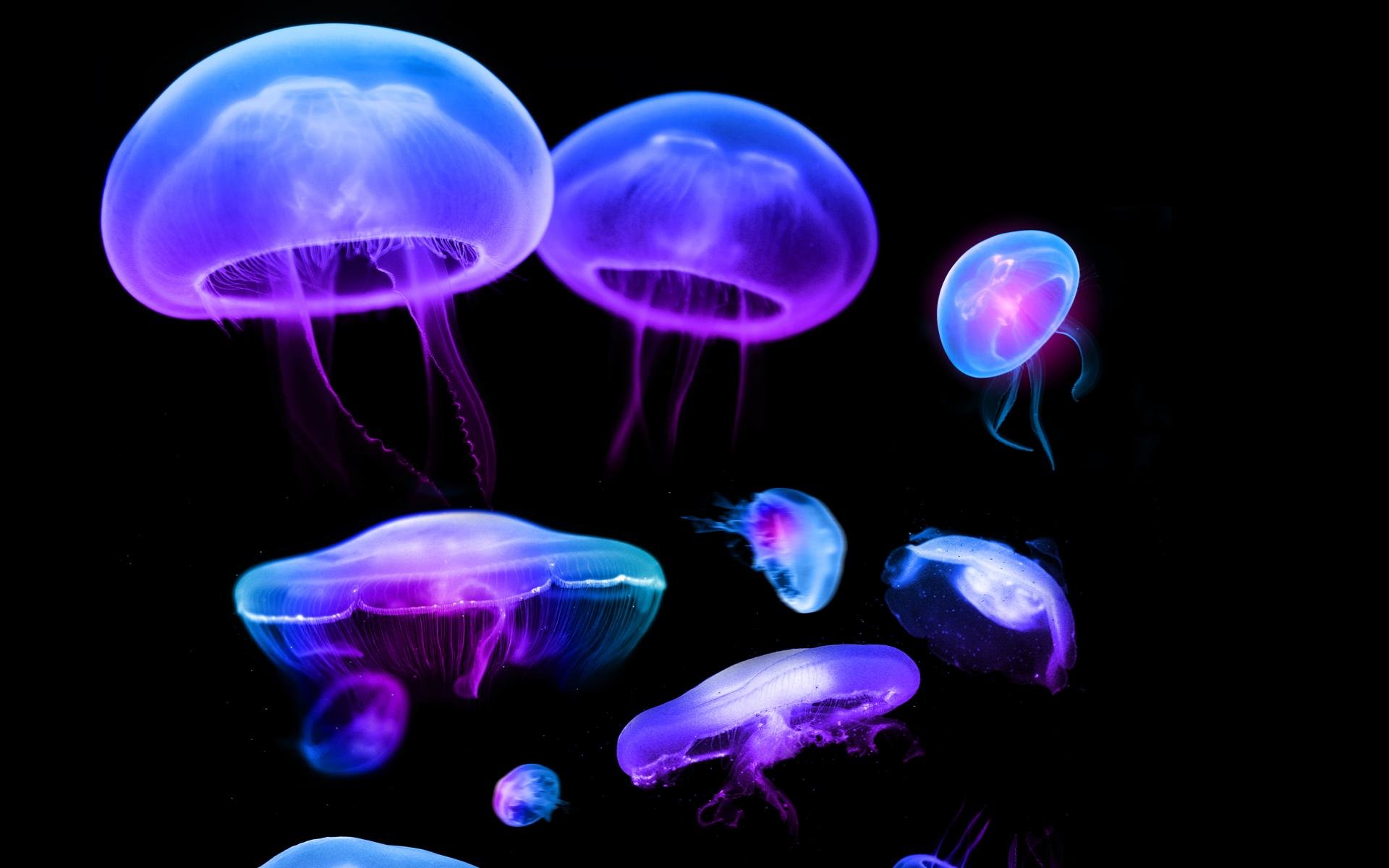 Free Jellyfish high quality background ID:199683 for hd 1920x1200 computer
