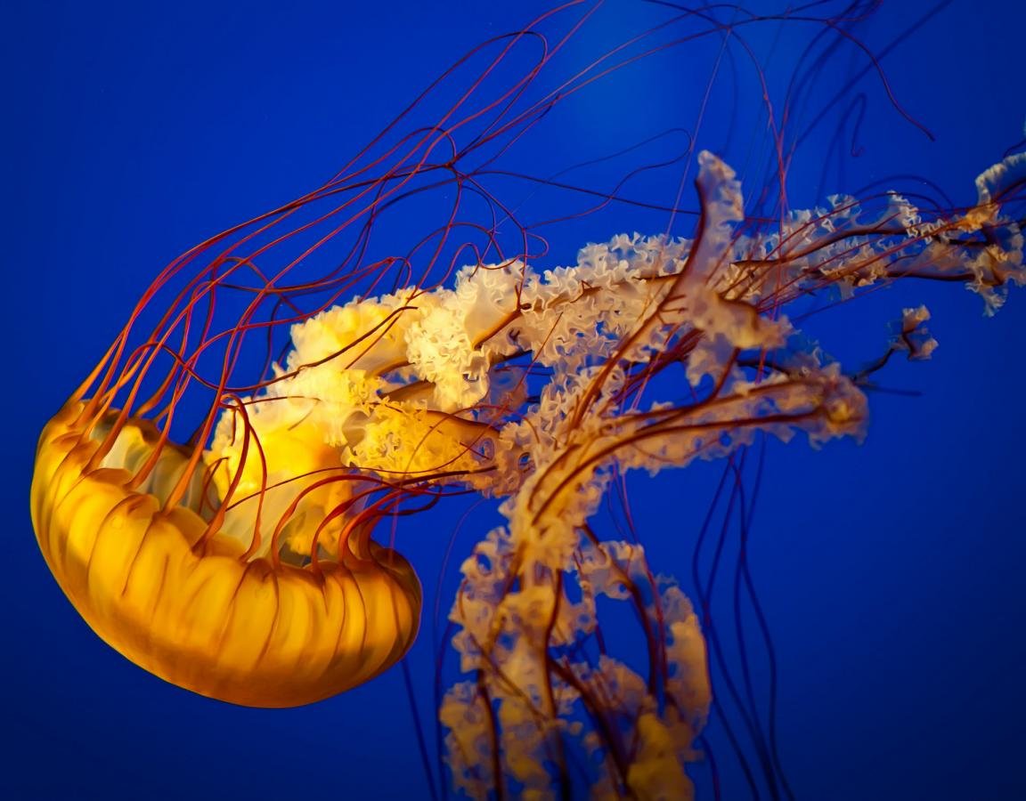 Download hd 1152x900 Jellyfish computer wallpaper ID:199711 for free
