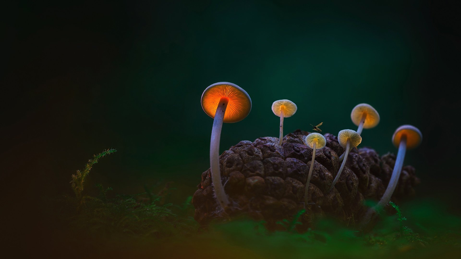 Download 1080p Mushroom desktop background ID:145172 for free