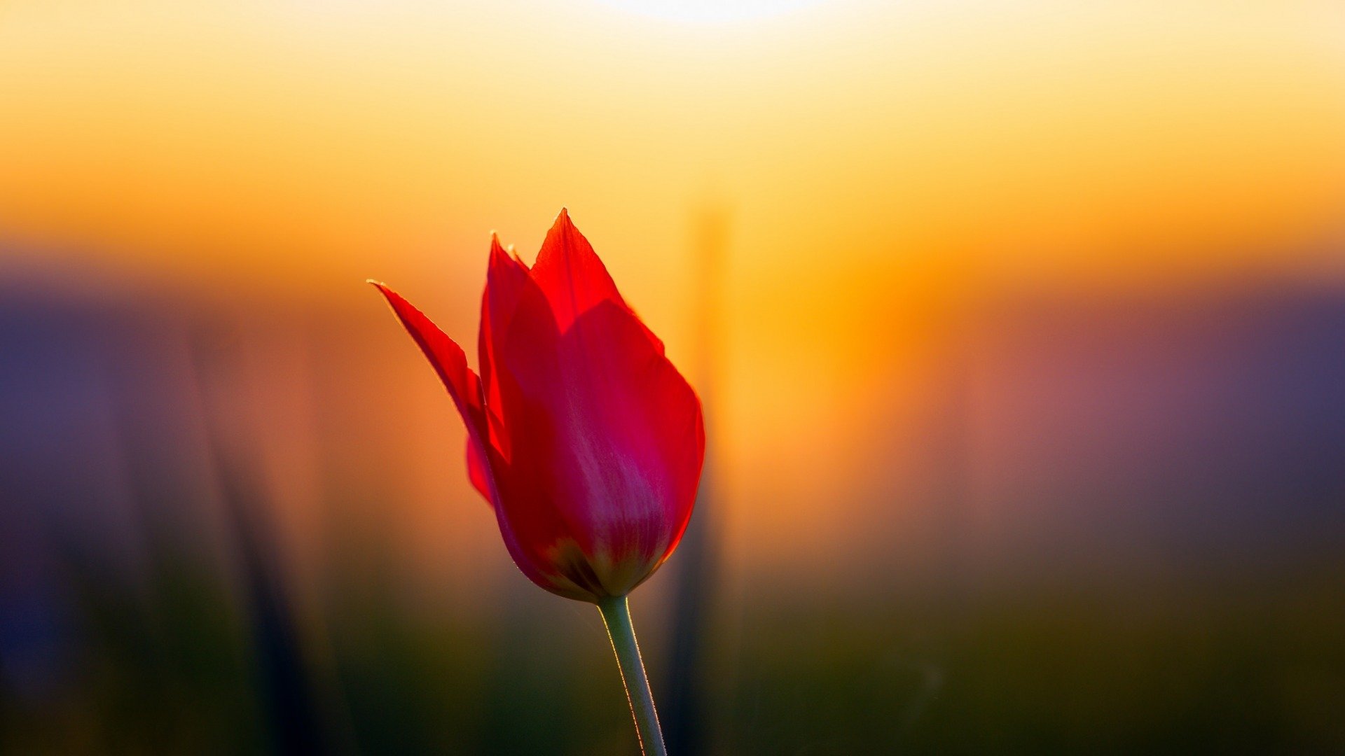 Awesome Tulip free wallpaper ID:157255 for full hd 1920x1080 computer