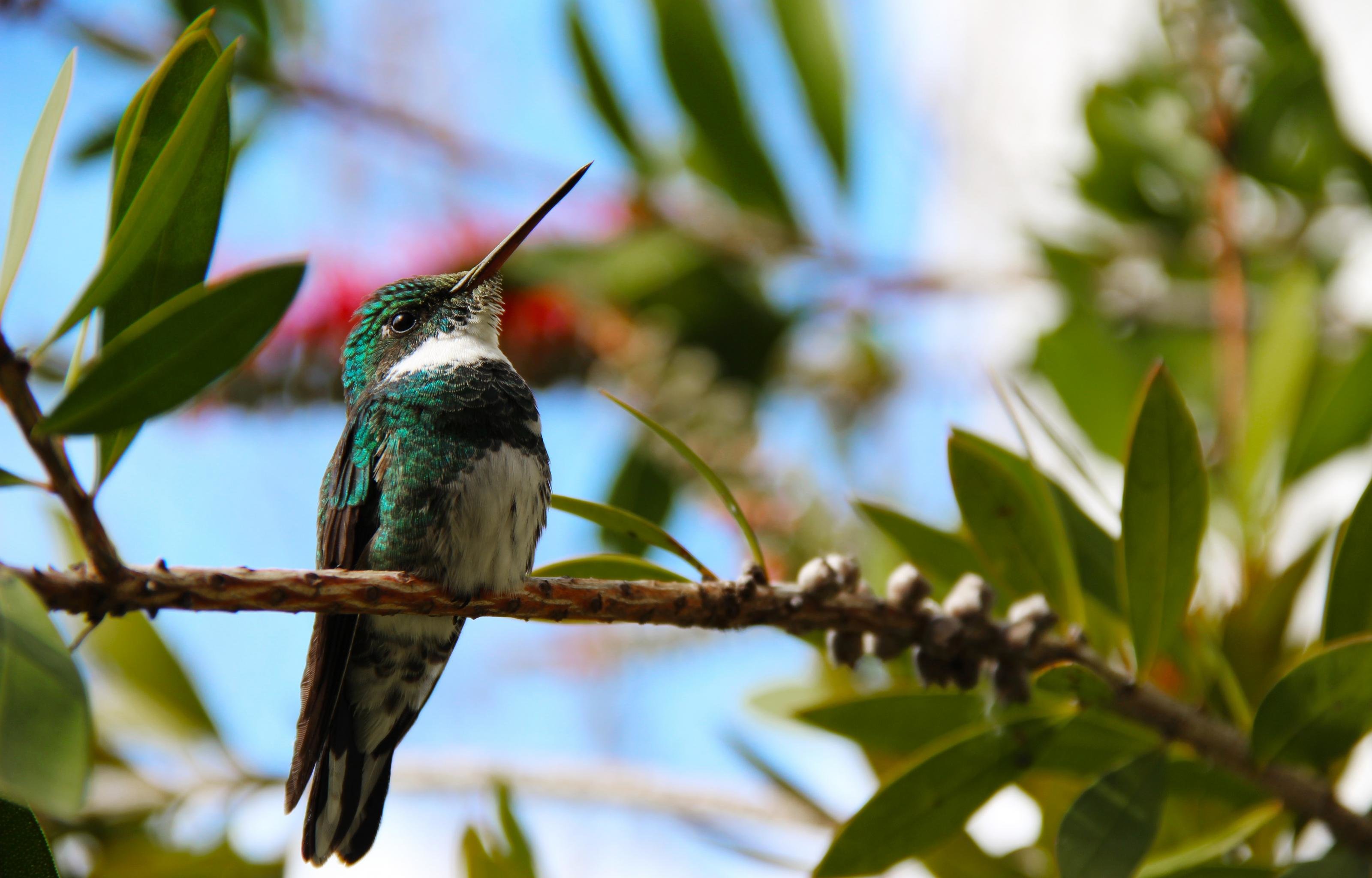 Free download Hummingbird background ID:215742 hd 3200x2048 for PC