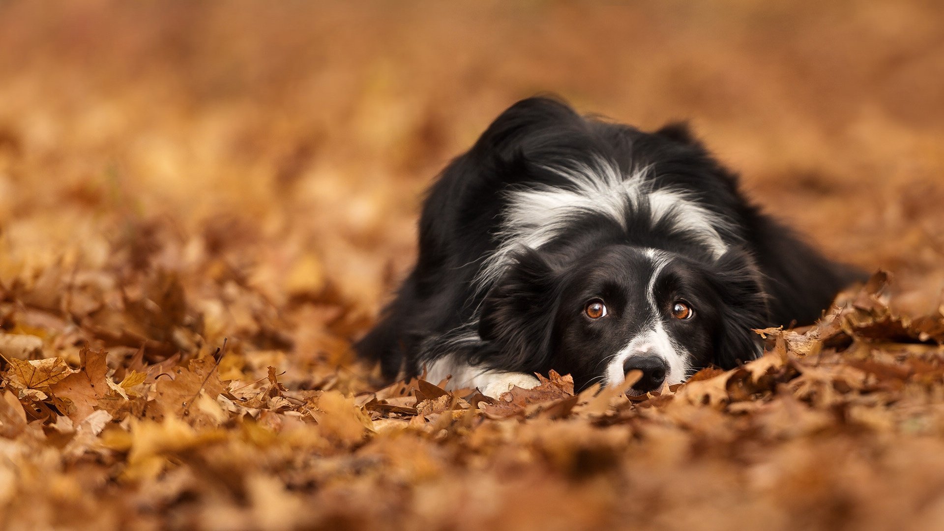 Awesome Border Collie free wallpaper ID:165875 for full hd 1080p computer
