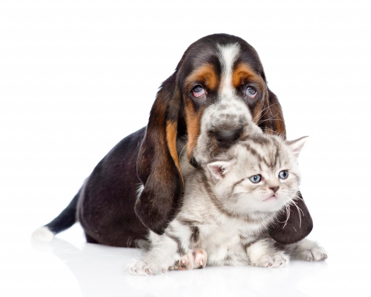 Free Cat and Dog high quality background ID:125354 for hd 1280x1024 PC