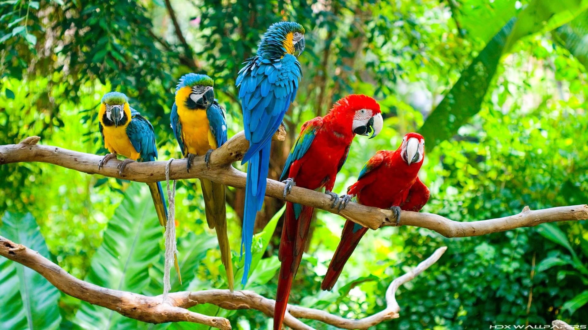 Free Macaw high quality wallpaper ID:46308 for full hd 1920x1080 computer