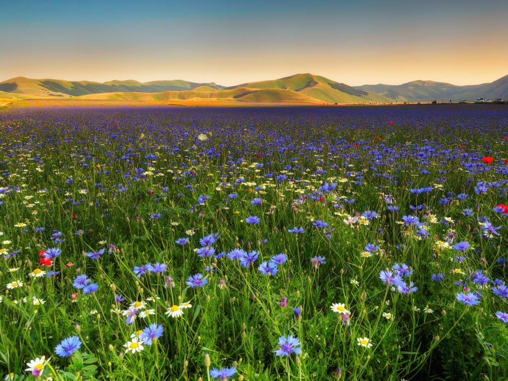 Free Meadow high quality wallpaper ID:344913 for hd 1024x768 computer