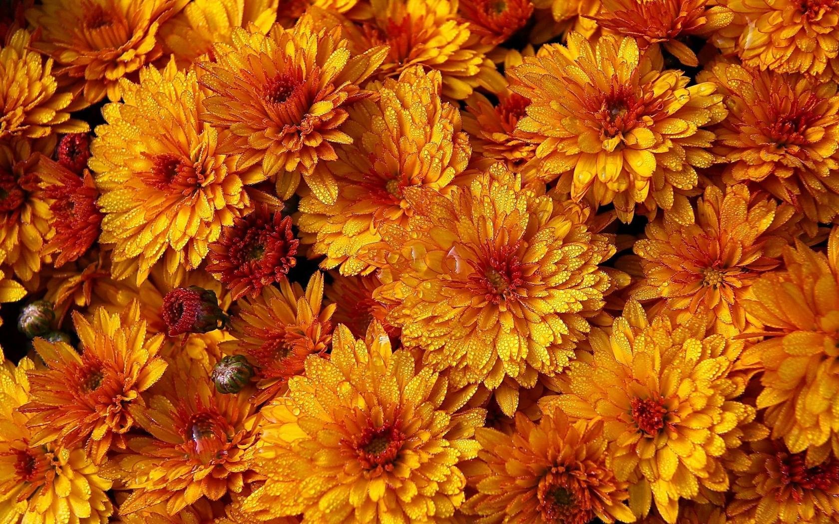 Download hd 1680x1050 Chrysanthemum PC background ID:458388 for free