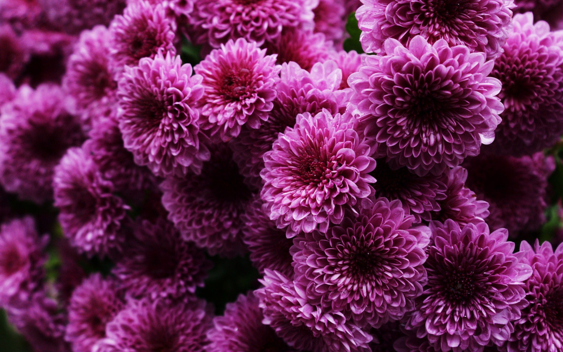 Best Chrysanthemum background ID:458421 for High Resolution hd 1920x1200 PC