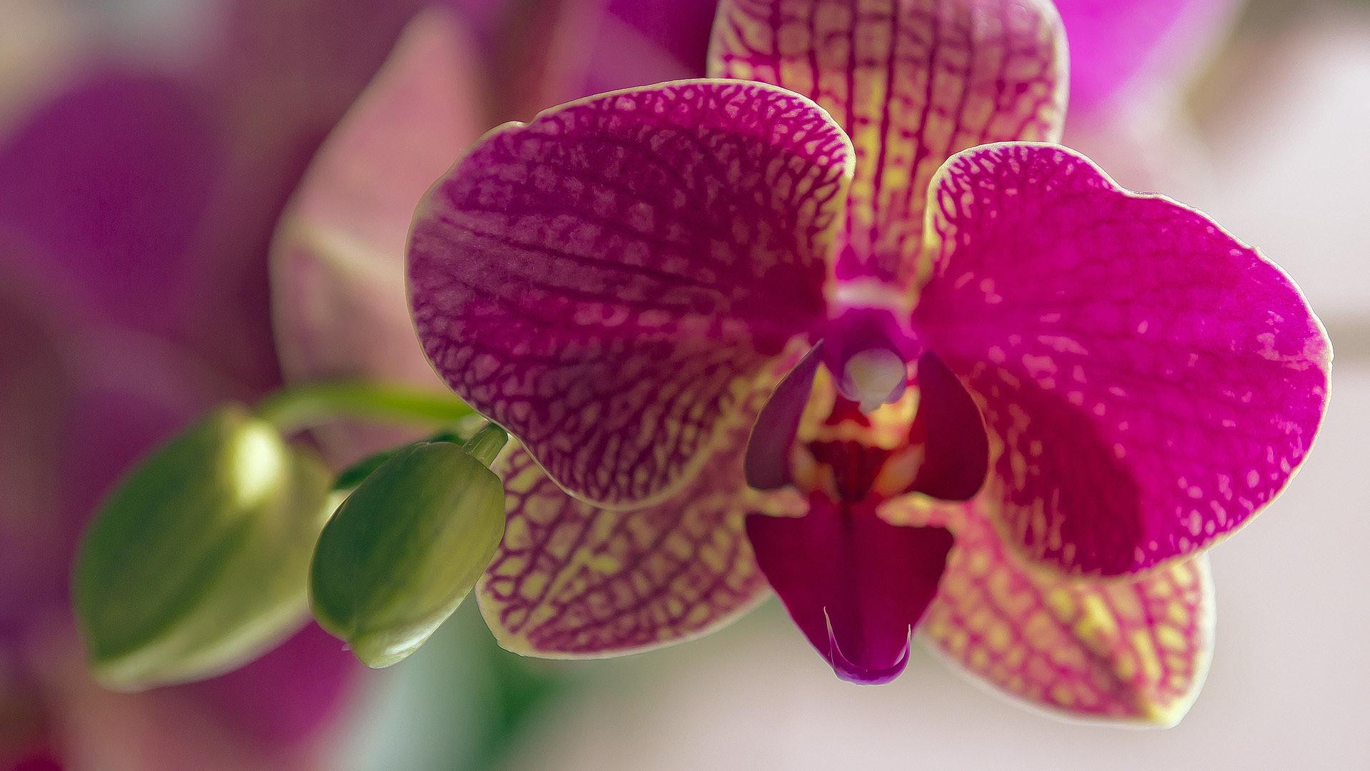 Awesome Orchid free background ID:449413 for 1080p PC