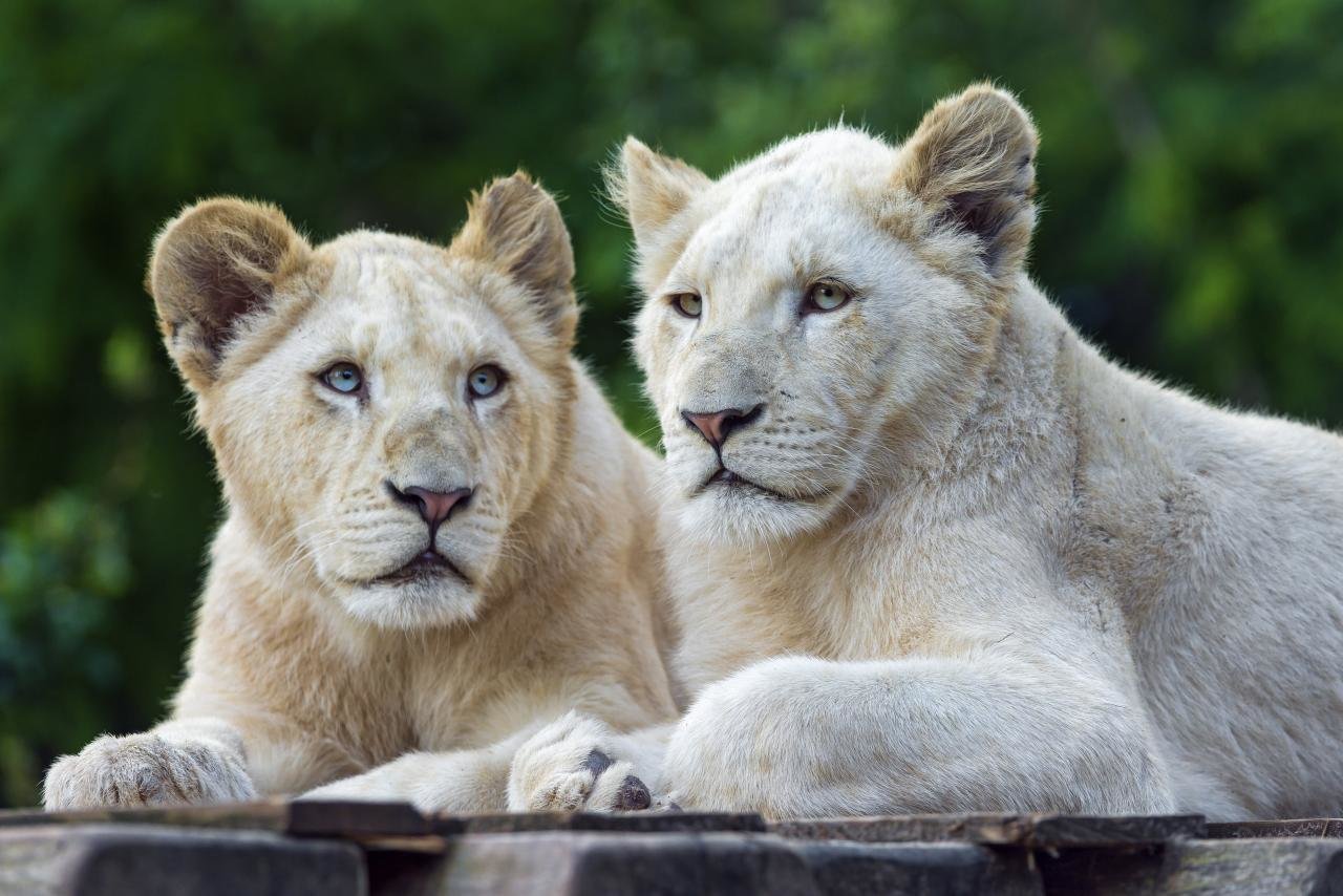 Awesome White Lion free wallpaper ID:237723 for hd 1280x854 computer
