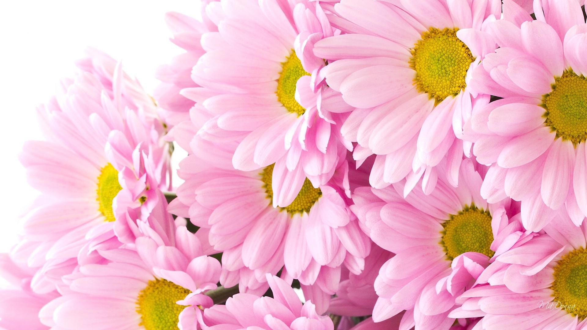 Best Chrysanthemum background ID:458419 for High Resolution full hd 1920x1080 desktop