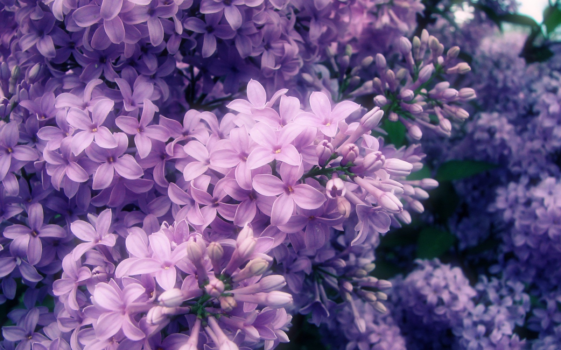 High resolution Lilac hd 1920x1200 background ID:276200 for desktop