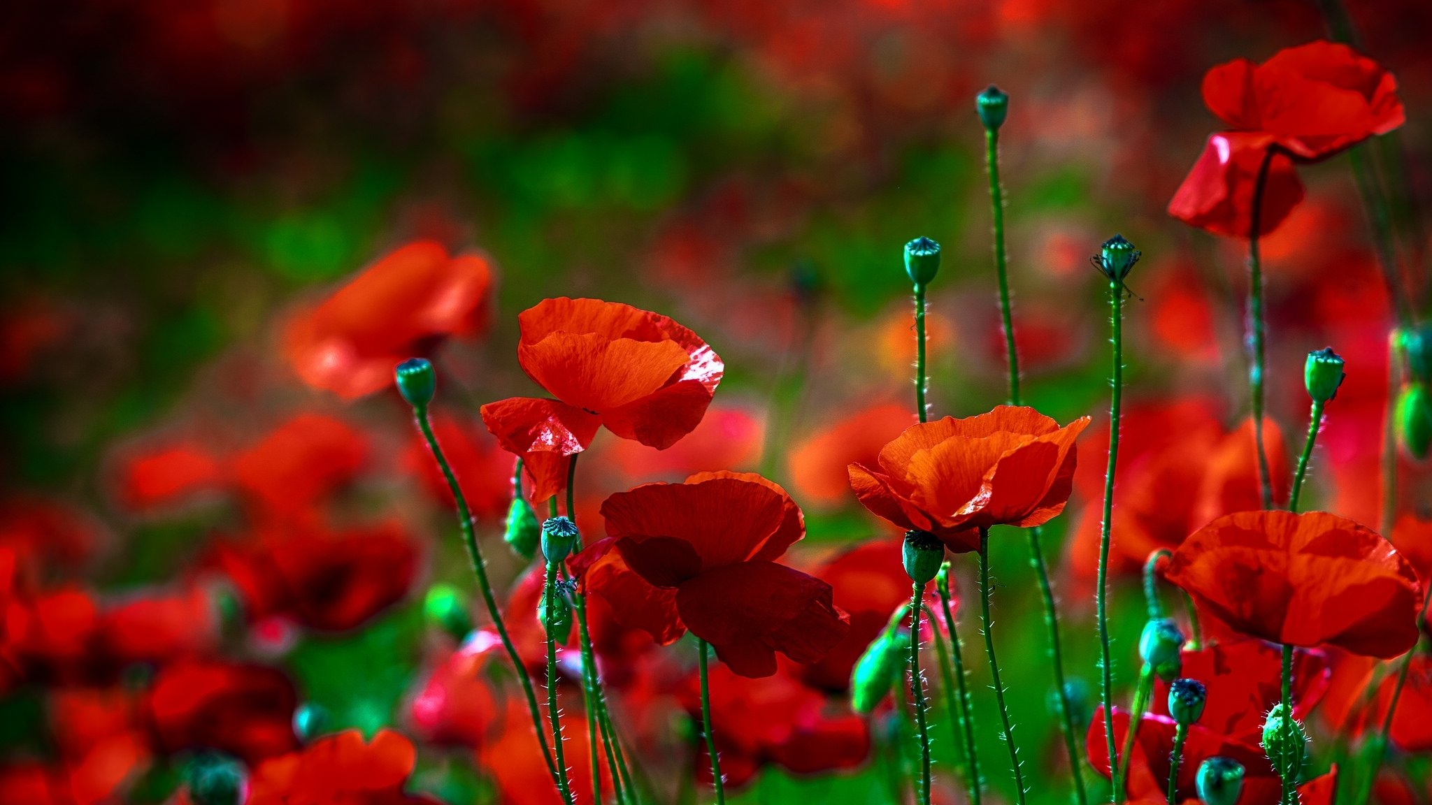 Awesome Poppy free background ID:99968 for hd 2048x1152 computer