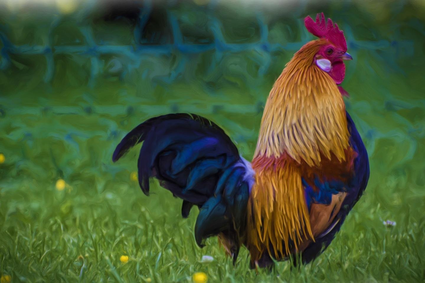 Free download Rooster background ID:123604 hd 1440x960 for desktop
