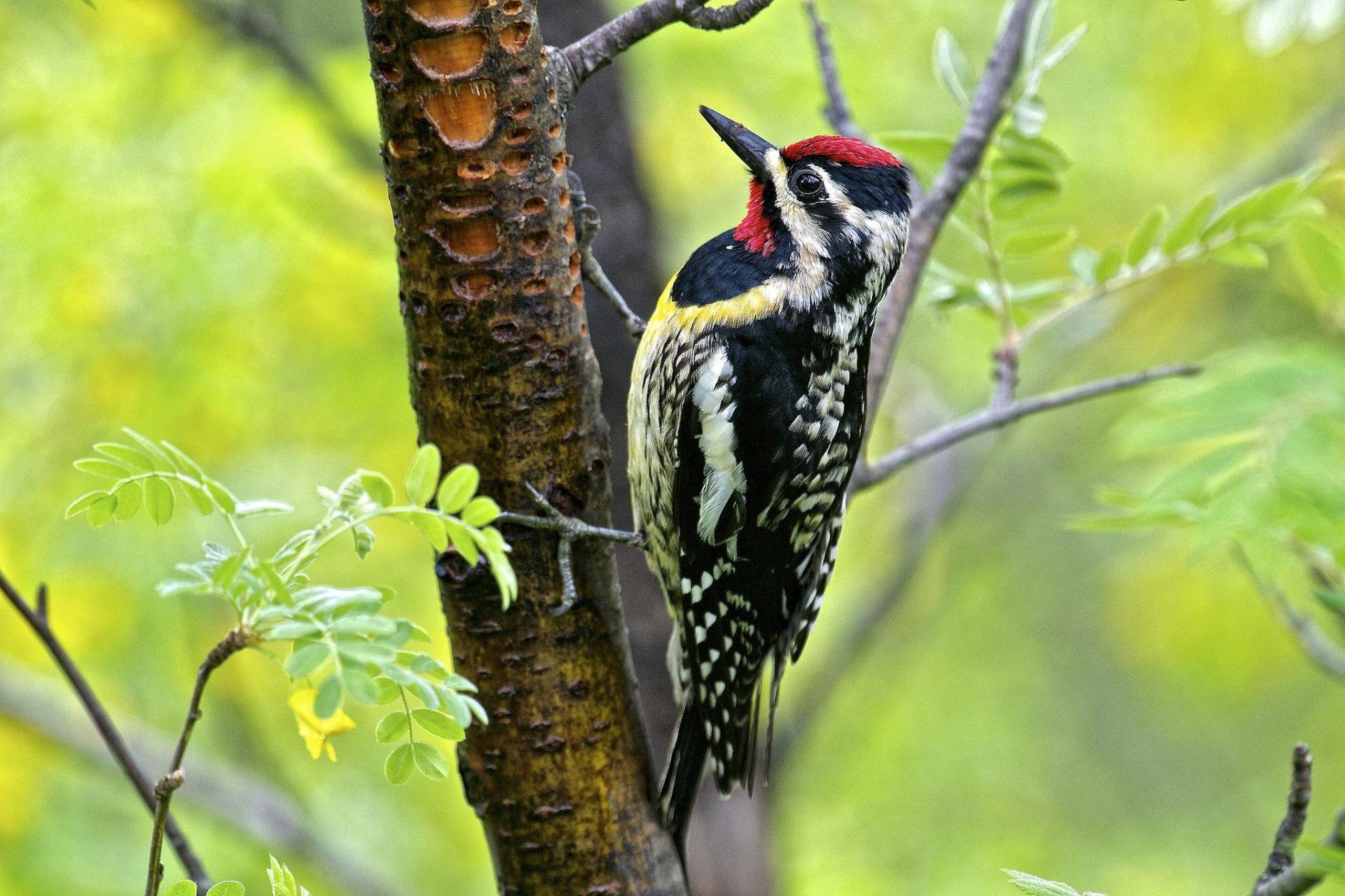 Free Woodpecker high quality background ID:135405 for hd 1920x1280 PC