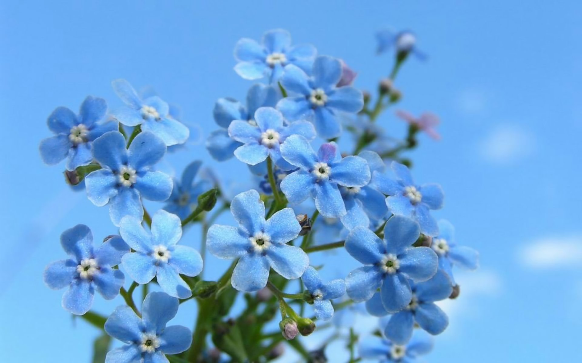 Free Forget-Me-Not high quality background ID:64160 for hd 1920x1200 desktop