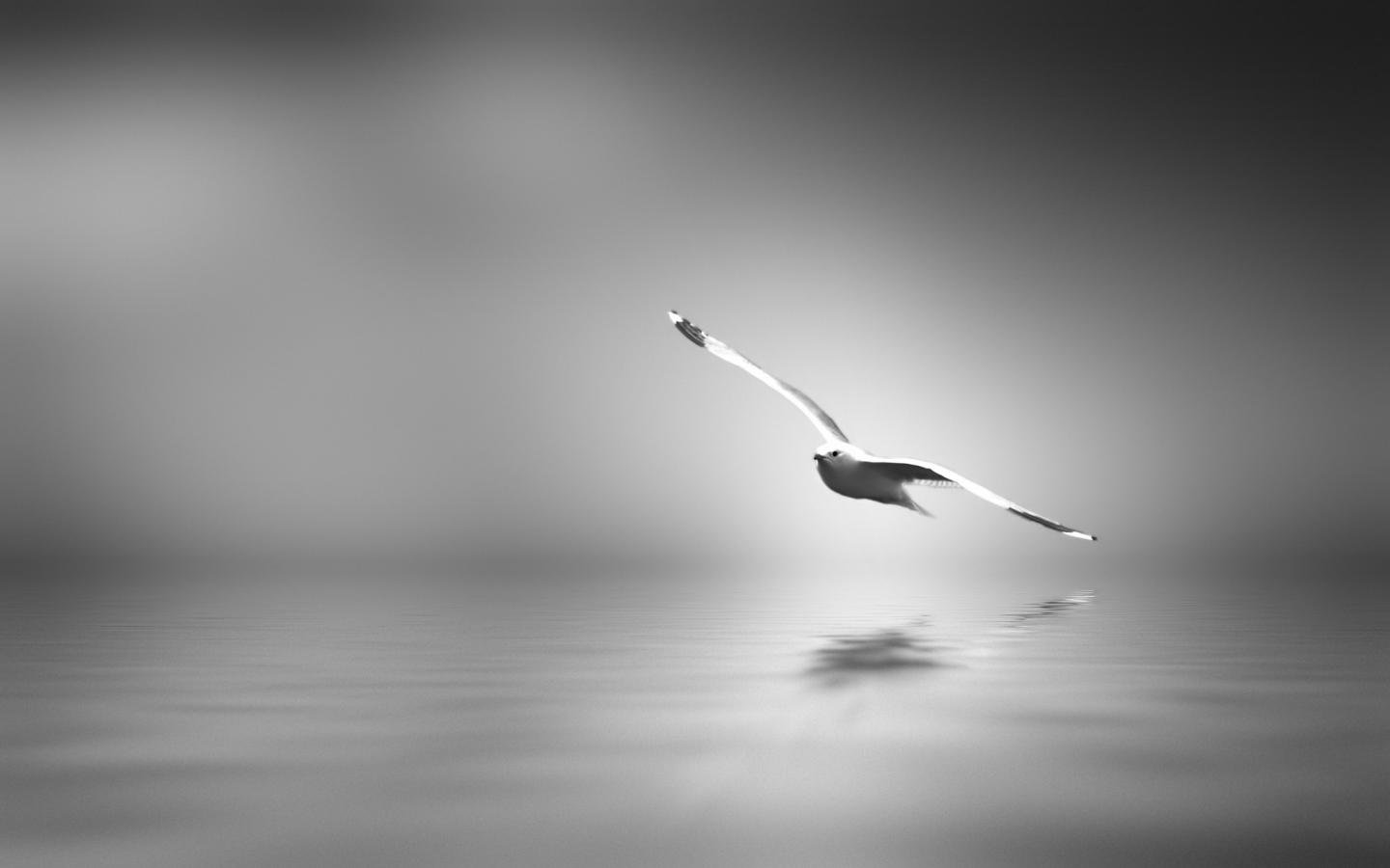 Free Seagull high quality background ID:66893 for hd 1440x900 PC