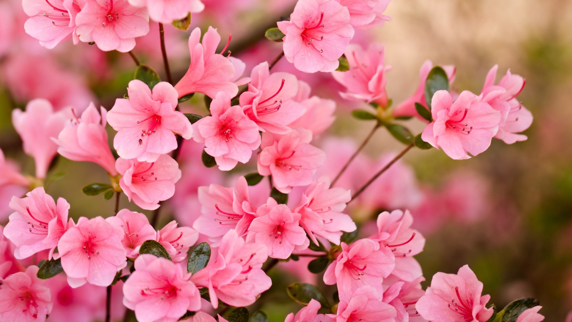Sakura Tree Cherry Blossom Wallpapers Hd For Desktop Backgrounds