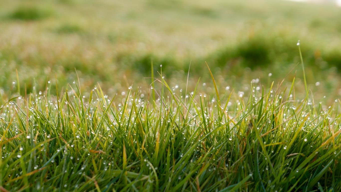 Free Grass high quality background ID:377807 for laptop computer