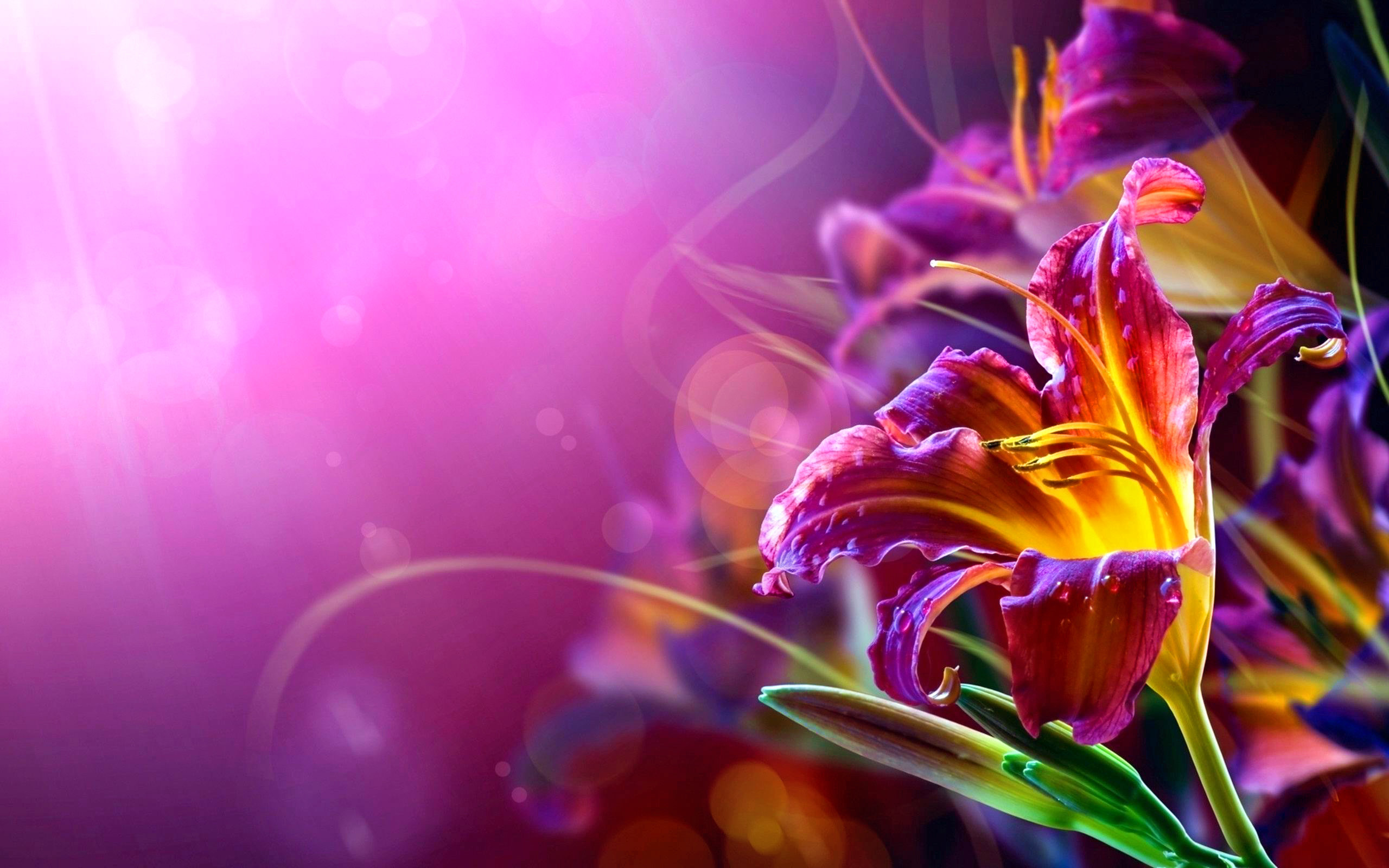 High resolution Lily hd 2560x1600 background ID:131980 for PC