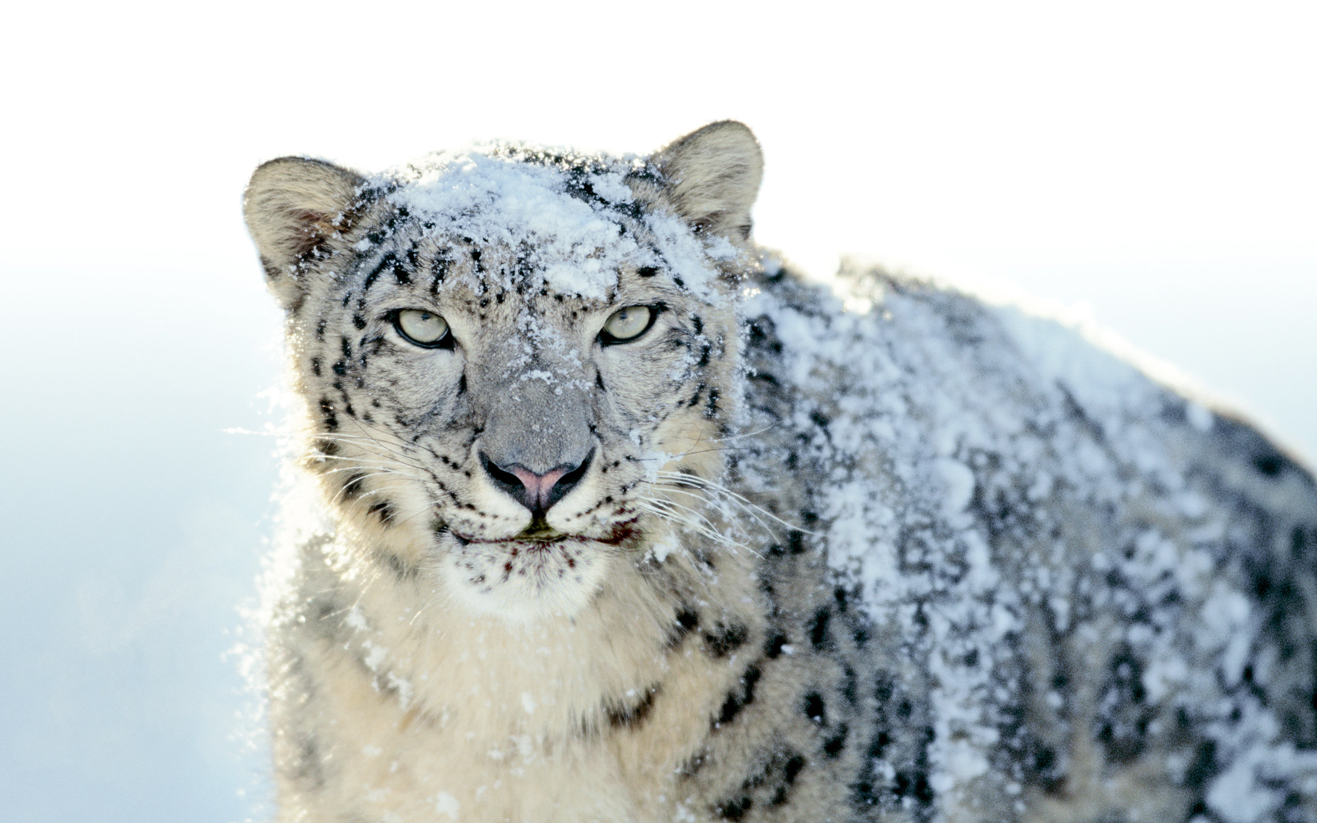 High resolution Snow Leopard hd 2560x1600 wallpaper ID:34284 for desktop