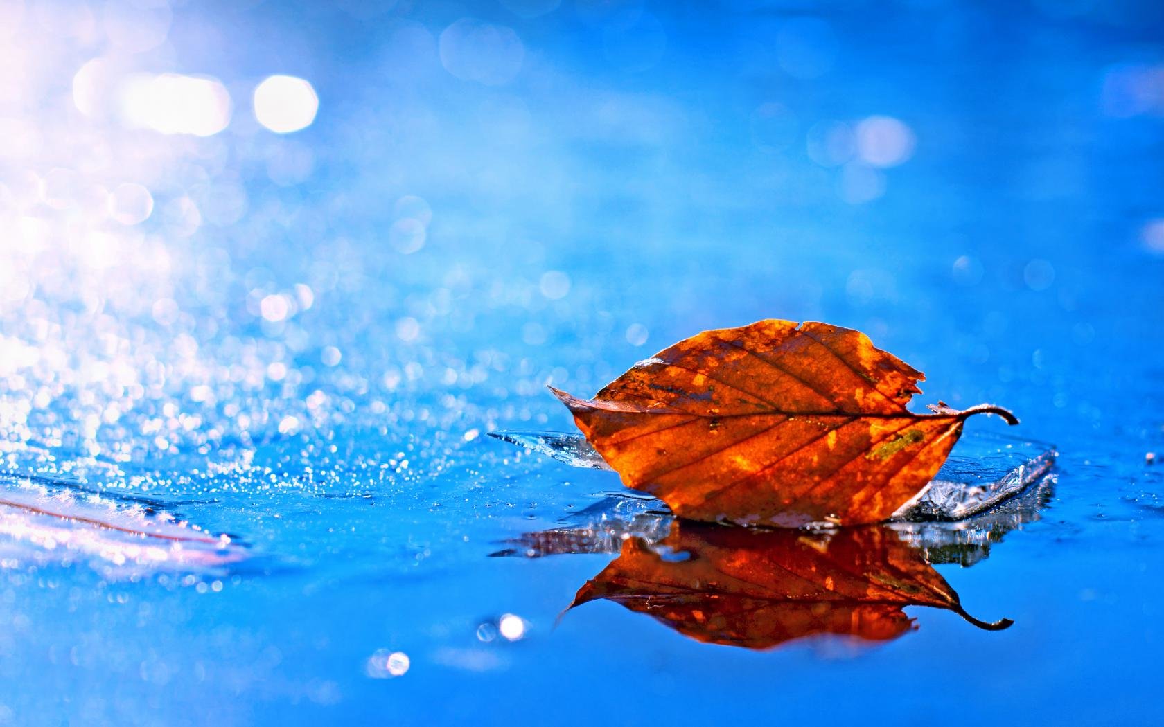 Awesome Leaf free background ID:361729 for hd 1680x1050 desktop