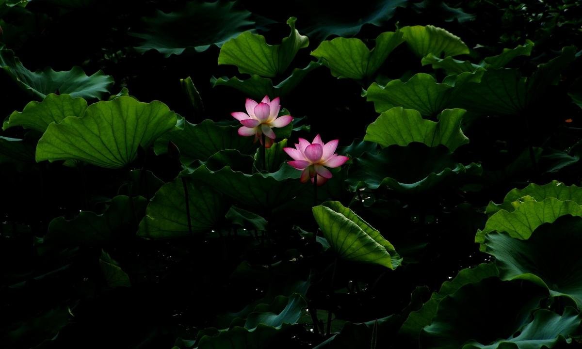 Awesome Lotus flower free wallpaper ID:48432 for hd 1200x720 PC