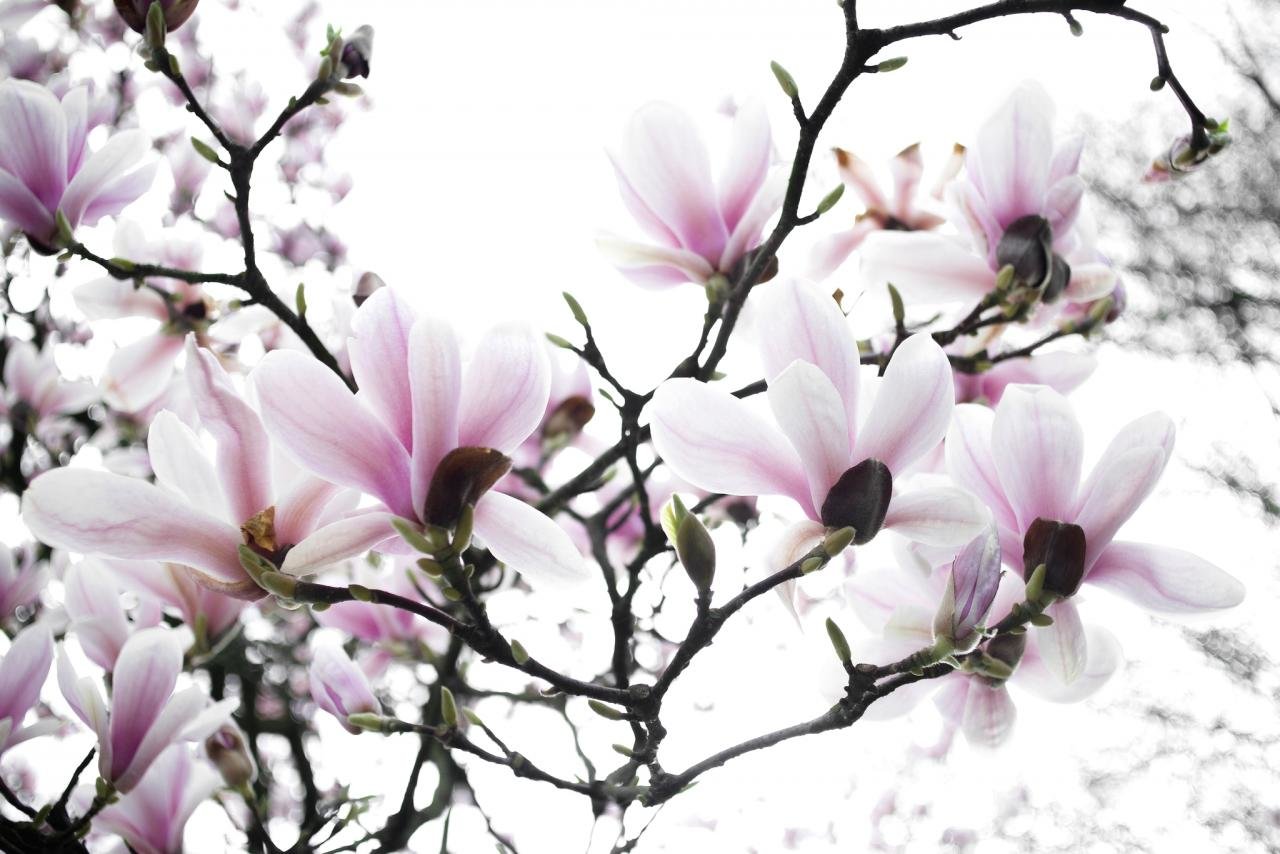 Free Blossom high quality background ID:333067 for hd 1280x854 computer